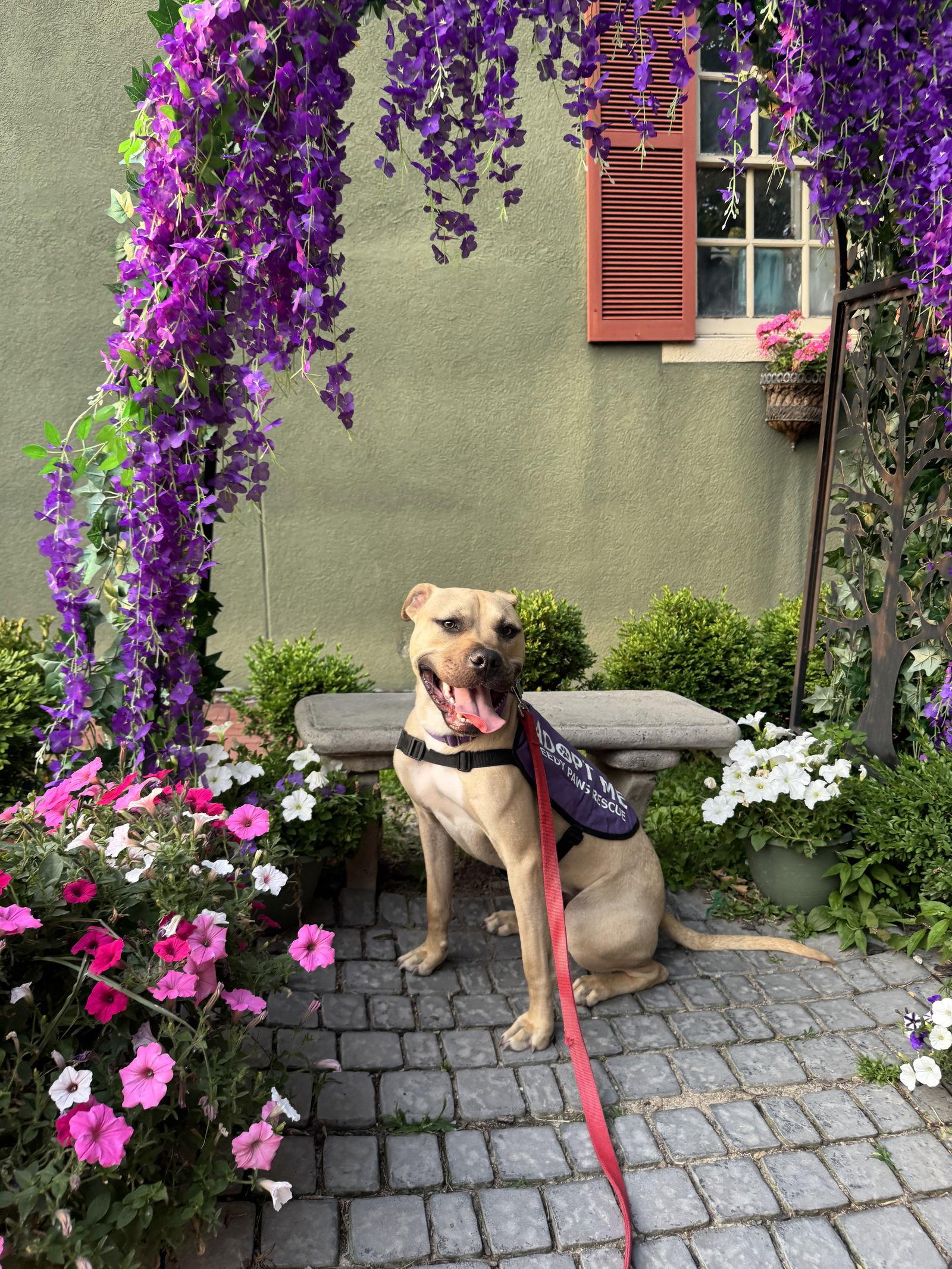 Levin, a Adoptable Terrier in St. Louis, MO image 2/3