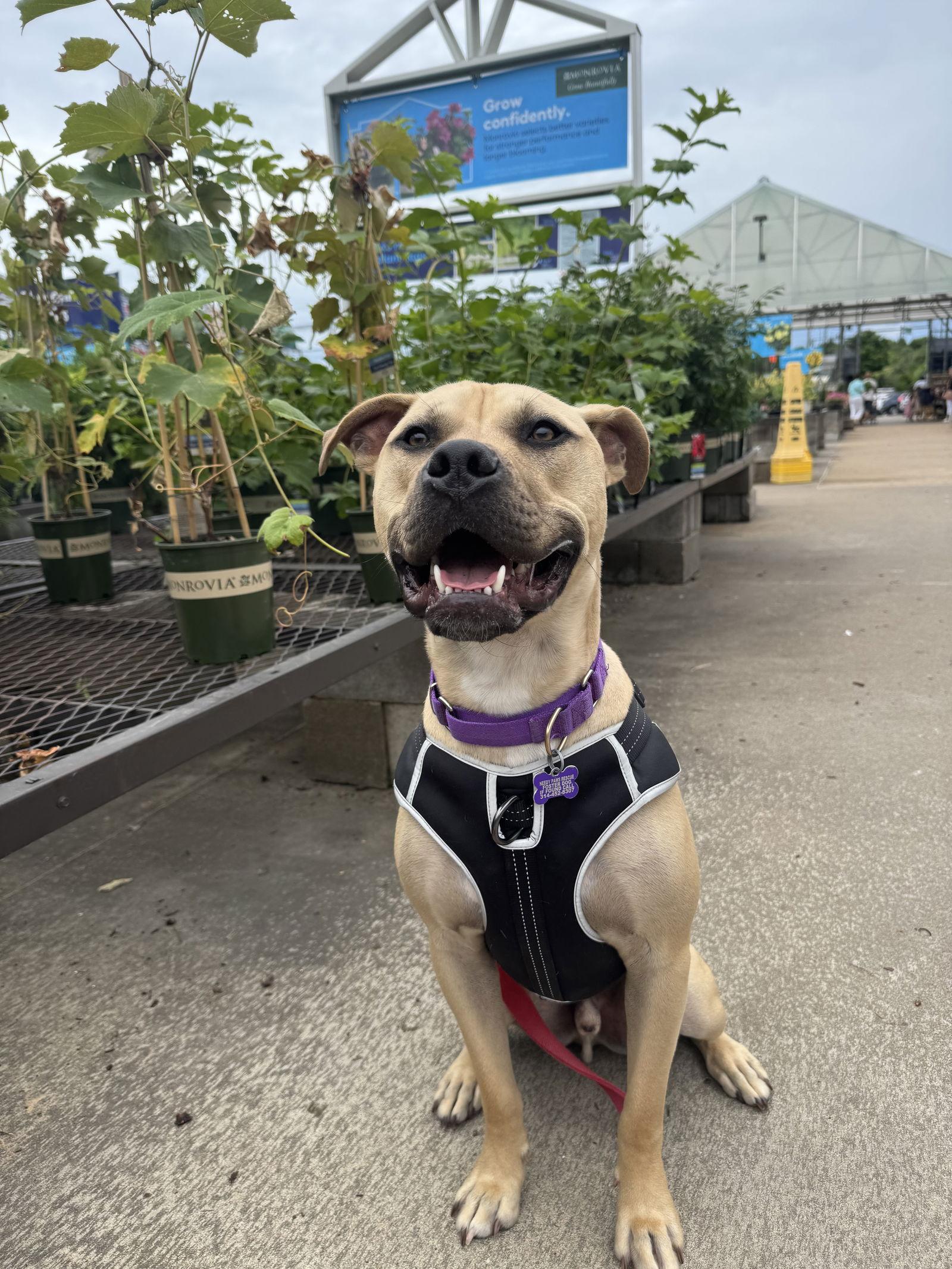 Levin, a Adoptable Terrier in St. Louis, MO image 3/3