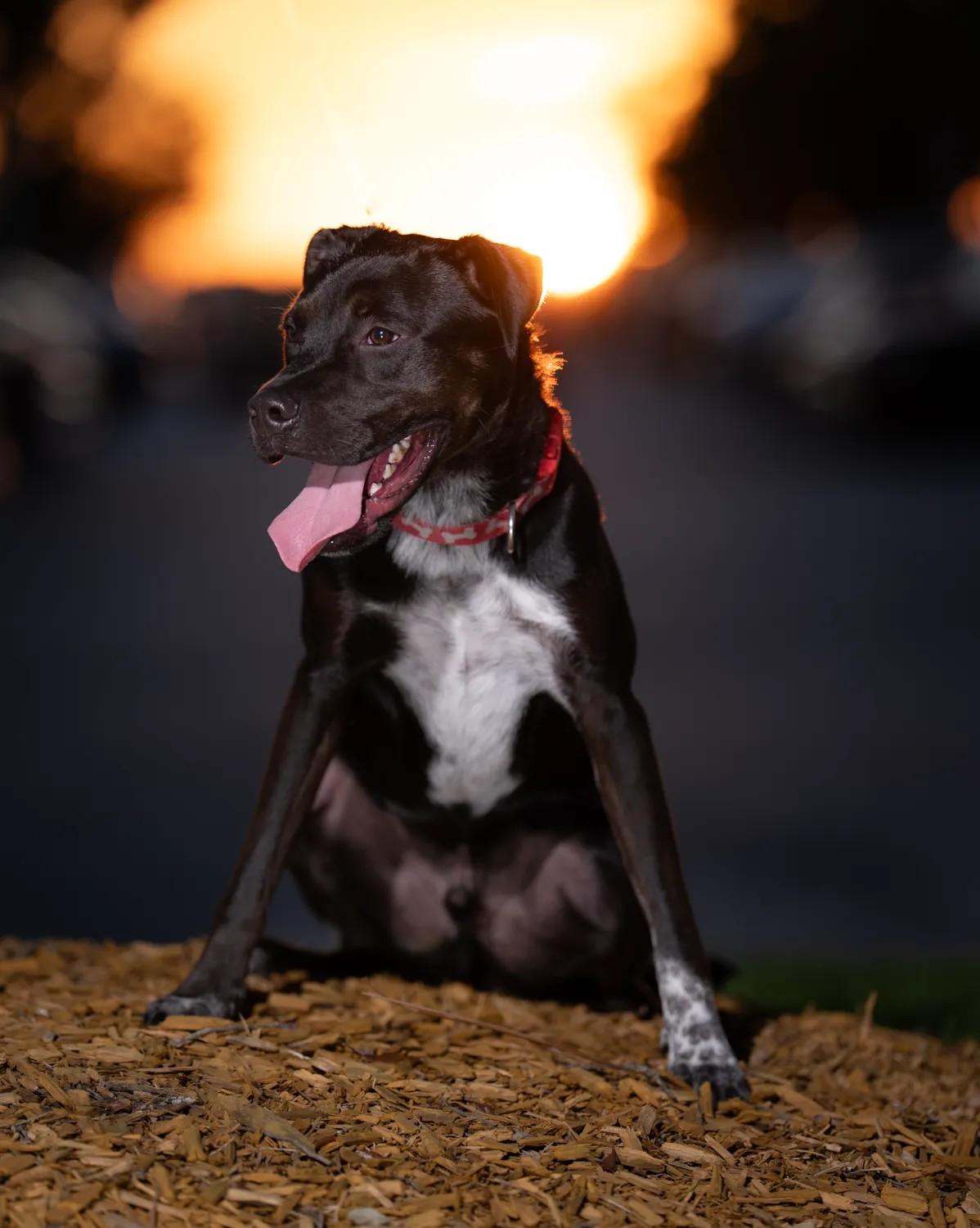 Hagrid, a Adoptable mixed breed in Loxahatchee, FL image 2/5