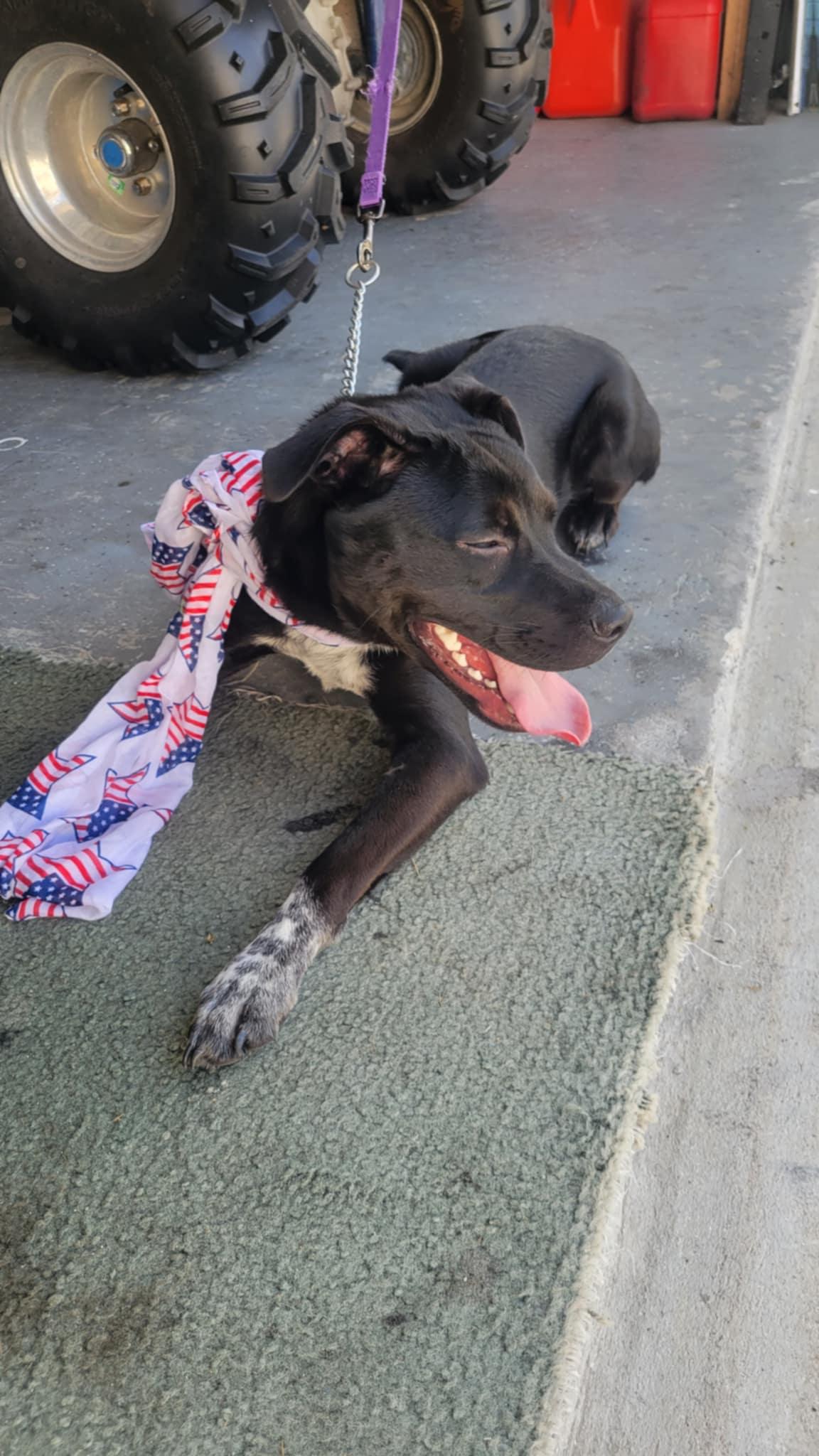 Hagrid, a Adoptable mixed breed in Loxahatchee, FL image 1/4