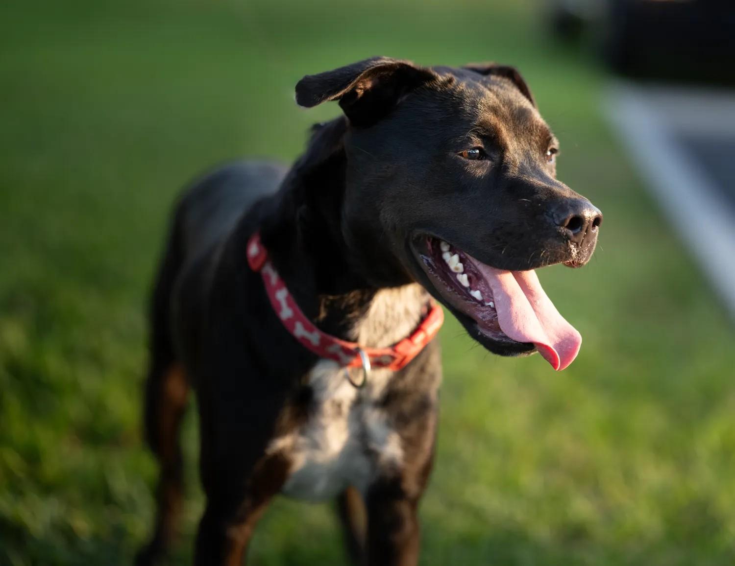 Hagrid, a Adoptable mixed breed in Loxahatchee, FL image 1/5