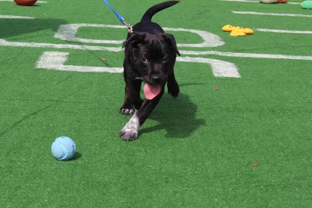 Hagrid, a Adoptable mixed breed in Loxahatchee, FL image 2/4