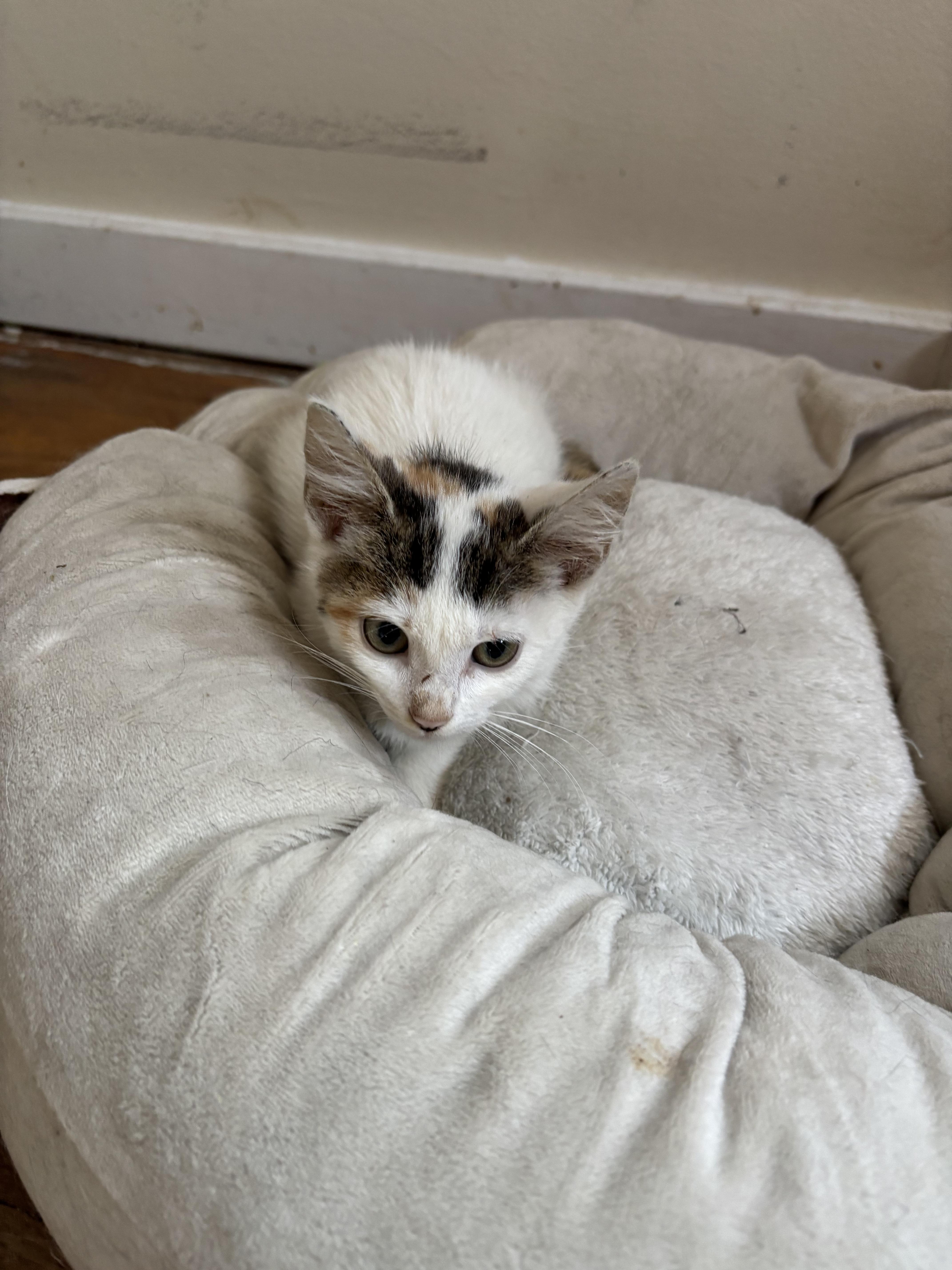 Enlarge Parsley, a Adoptable mixed breed in Bethel Park, PA image 2/3