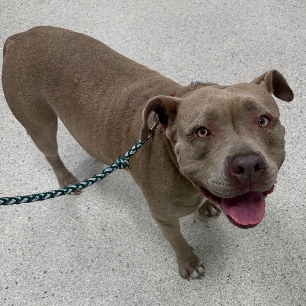 Enlarge Lila, a Adoptable Mixed Breed in Jacksonville, FL image 1/4