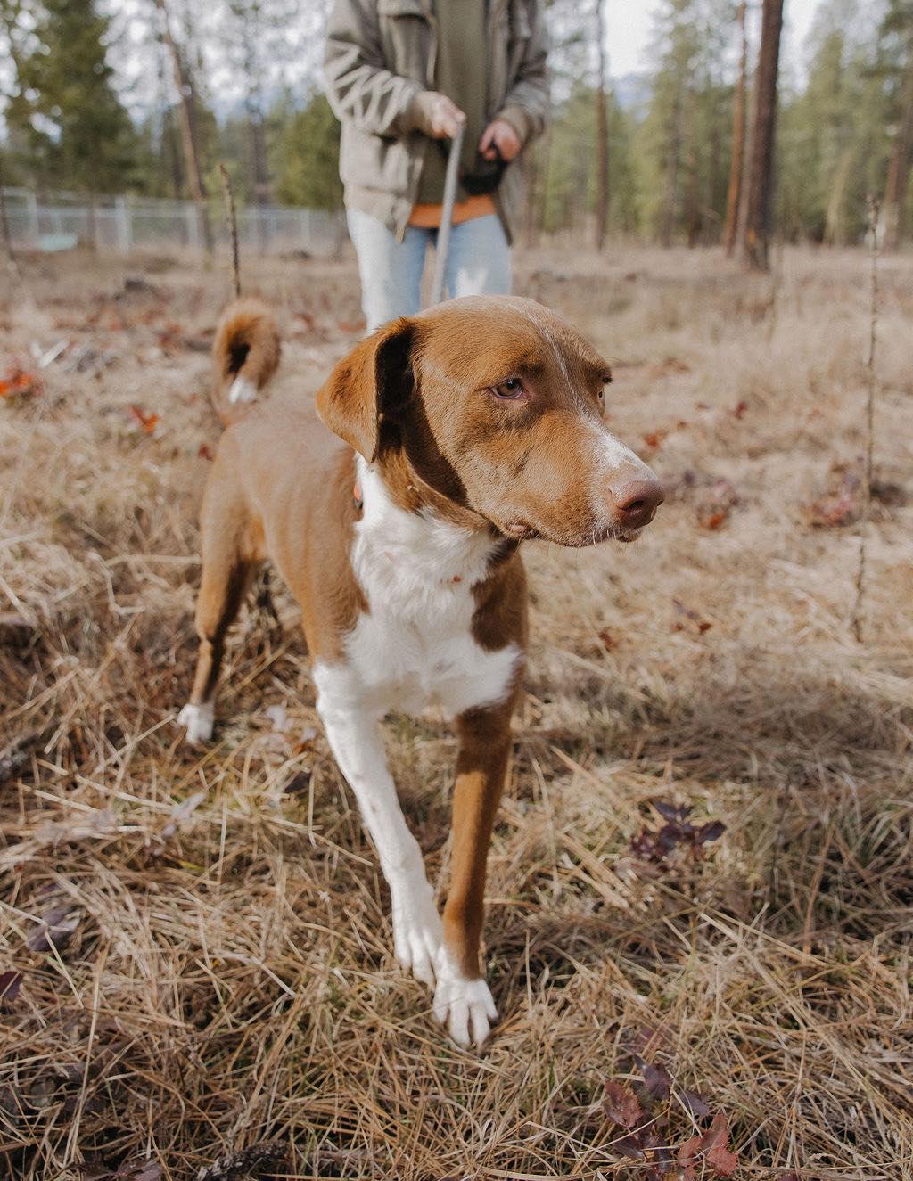 Enlarge Opal, a ADOPTABLE mixed breed in Libby, MT image 1/1