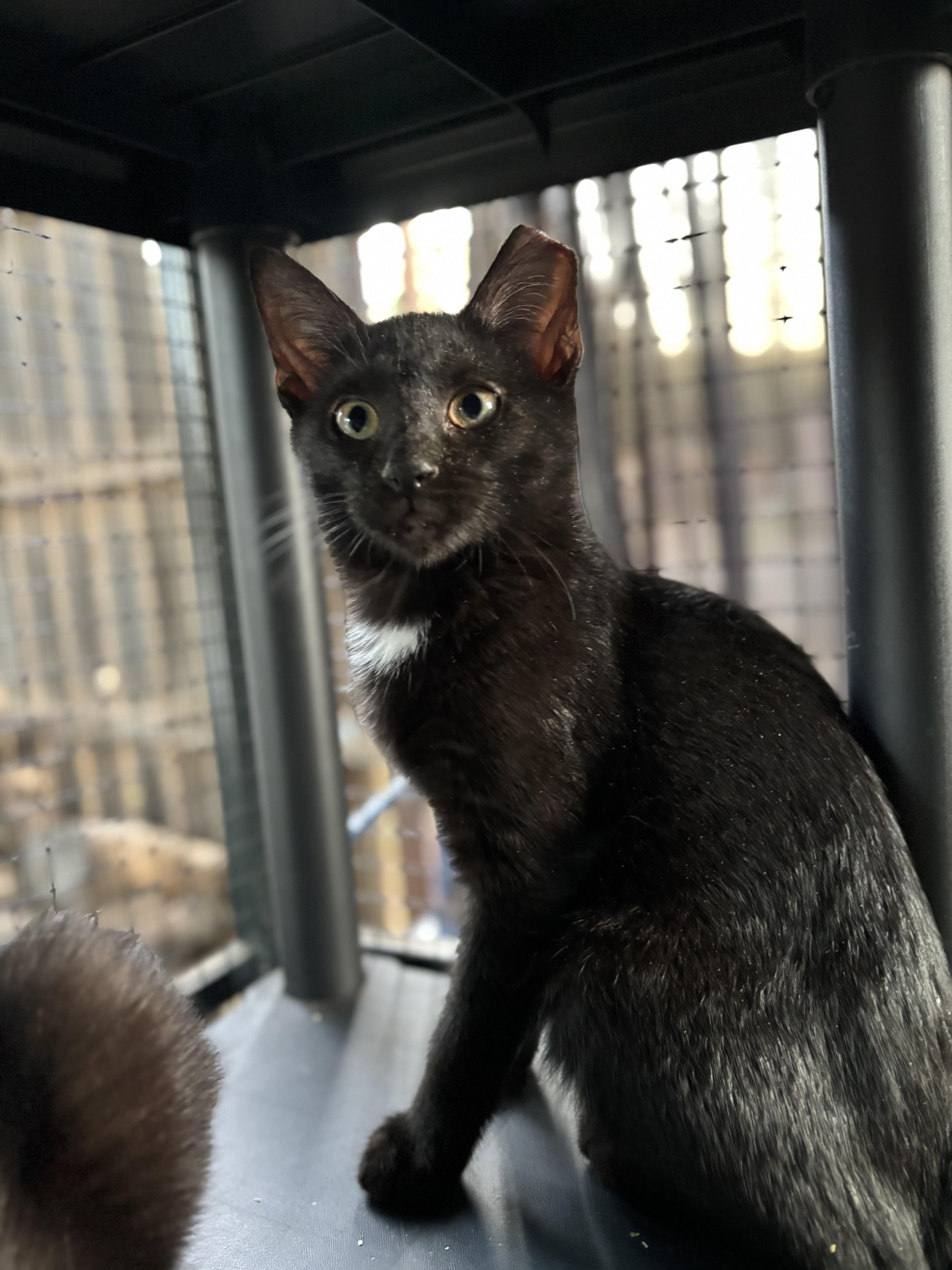 Capers, an adoptable Domestic Short Hair in Lubbock, TX, 79490 | Photo Image 1