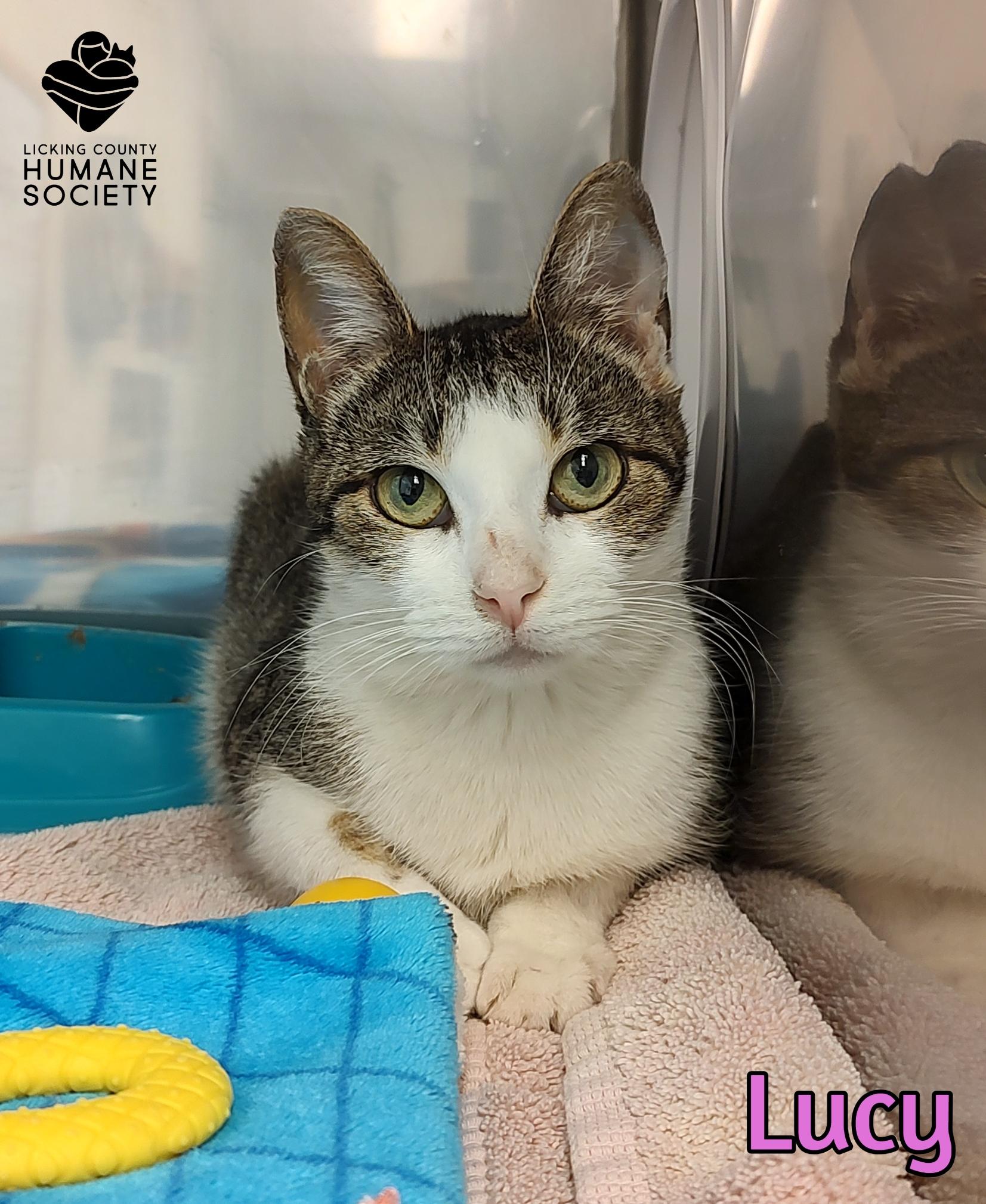 Enlarge Lucy, a ADOPTABLE Domestic Short Hair in Heath, OH image 1/1