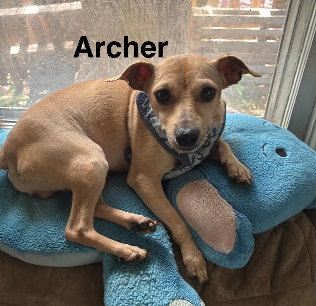 Enlarge Archer, a Adoptable Chihuahua in Topeka, KS image 1/1