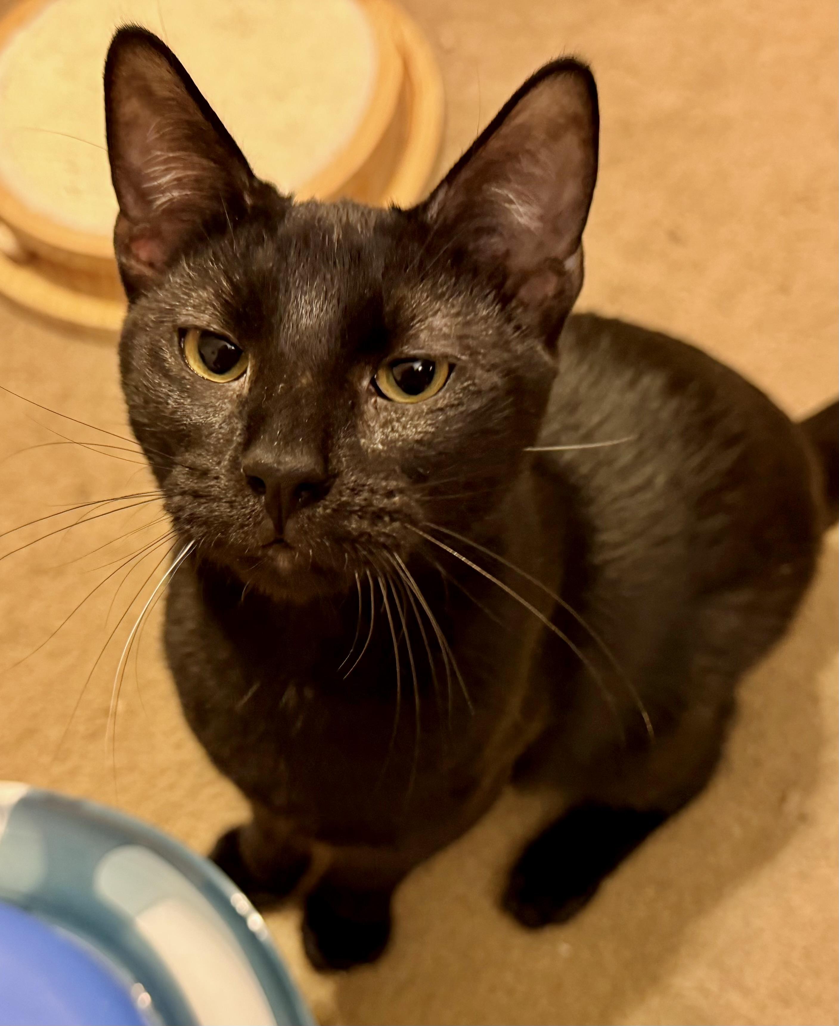 Jesse - Portofino Petsmart