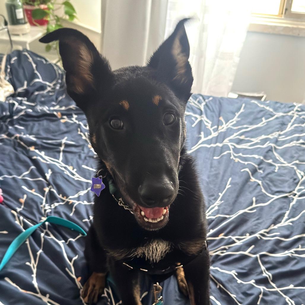 Paulie, a Adoptable mixed breed in San Francisco, CA image 1/6