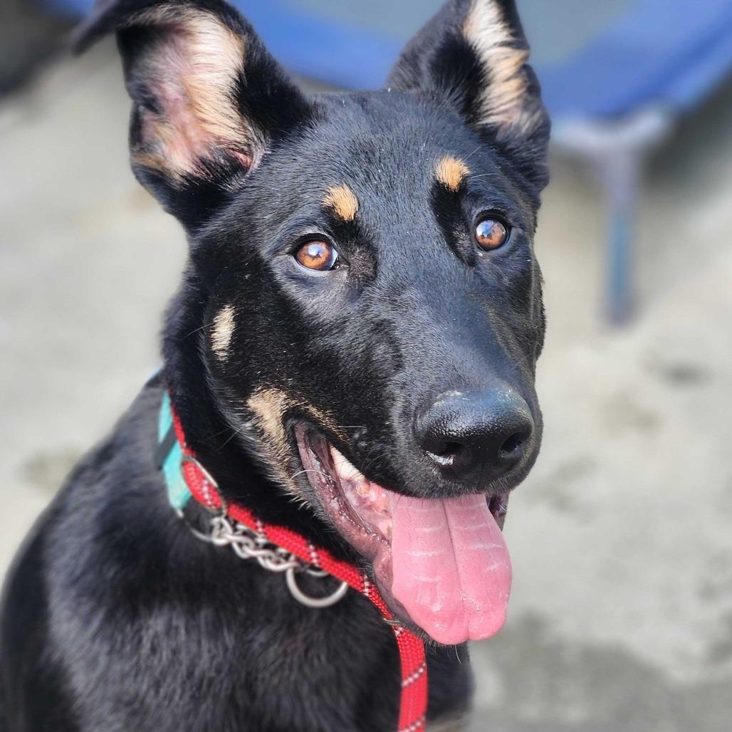 Paulie, a Adoptable mixed breed in San Francisco, CA image 2/6