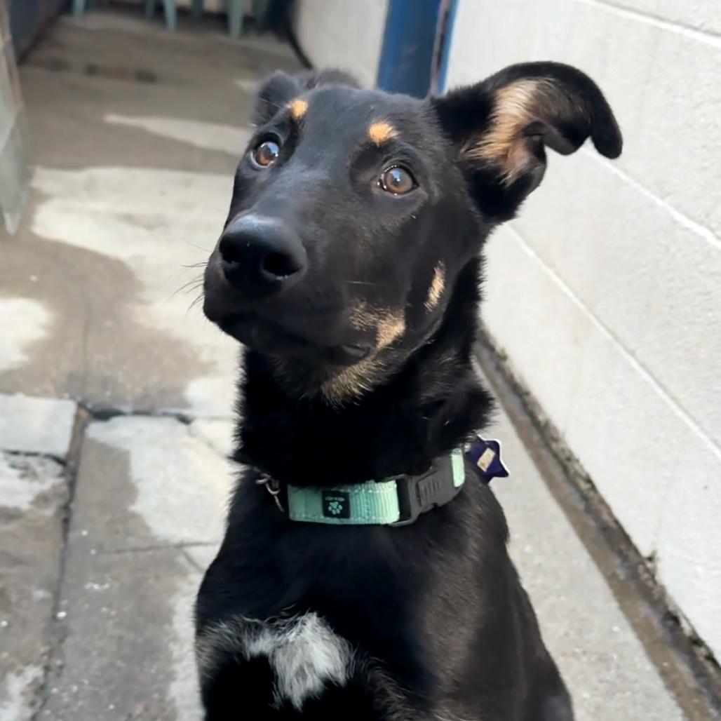 Paulie, a Adoptable mixed breed in San Francisco, CA image 3/6