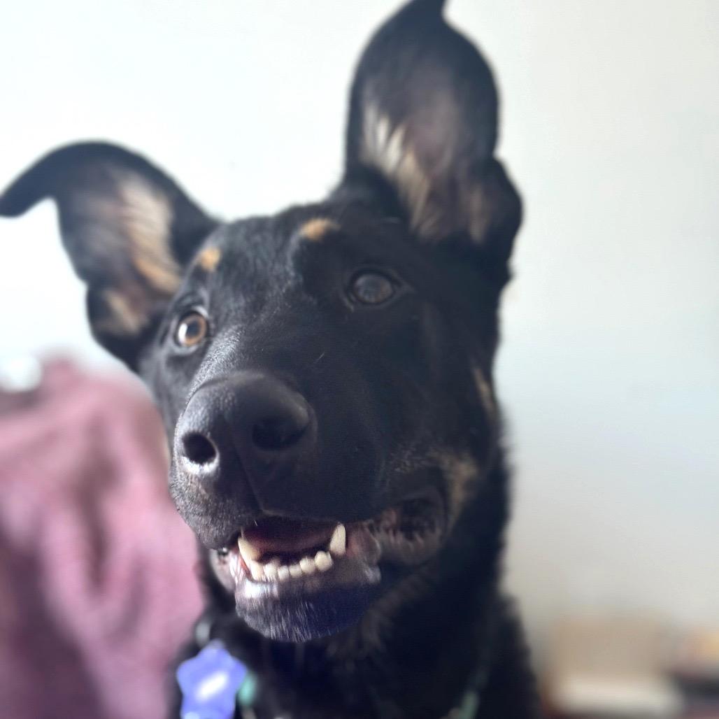 Paulie, a Adoptable mixed breed in San Francisco, CA image 6/6