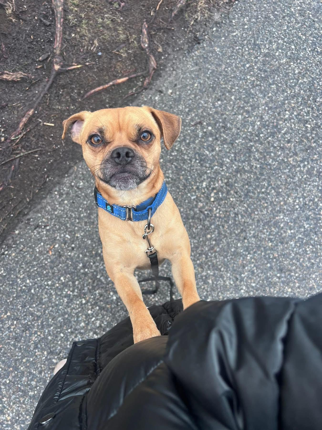 Enlarge Manny, a Adoptable mixed breed in Portland, ME image 4/4