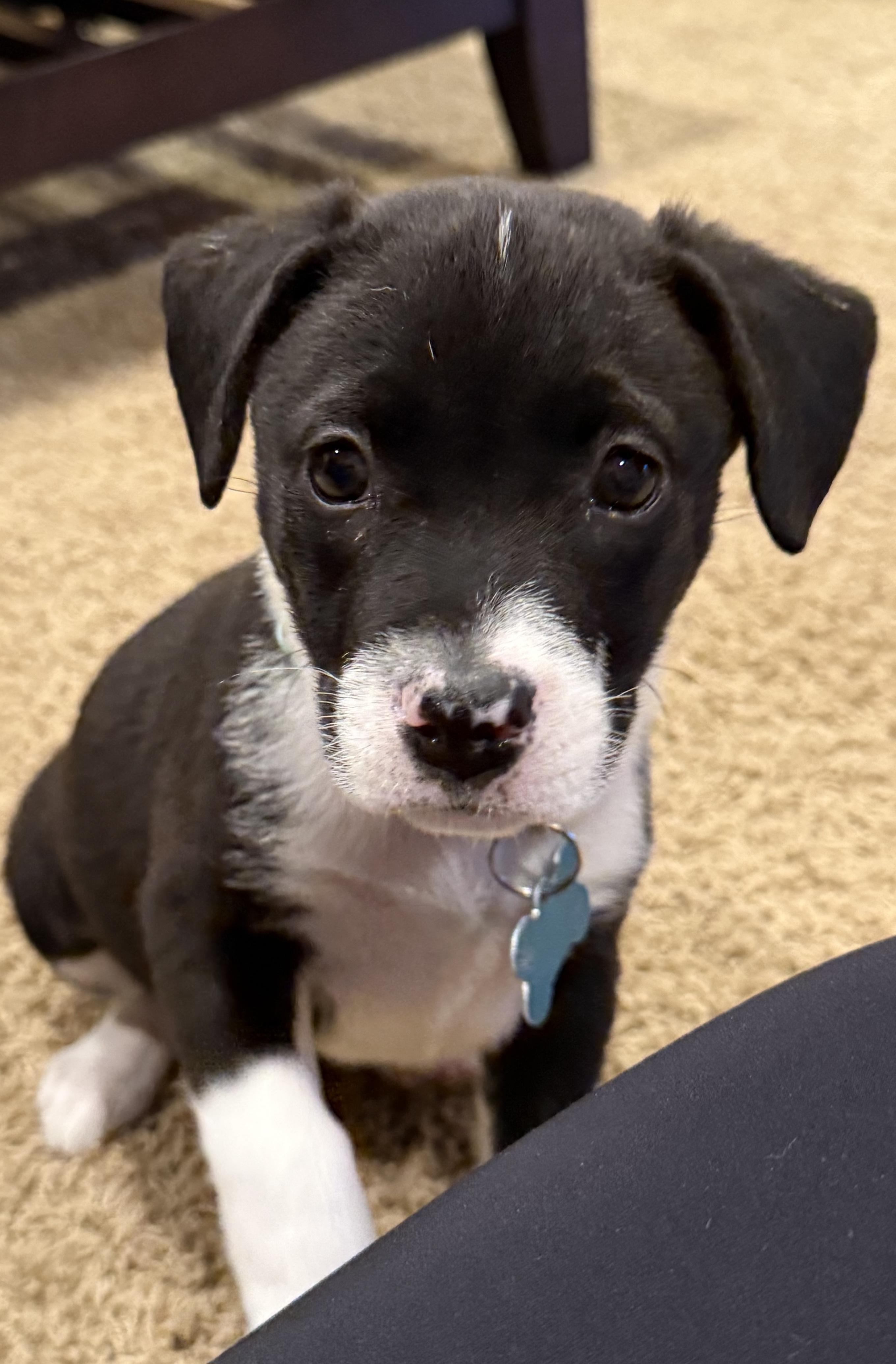 Enlarge Eve, a Adoptable mixed breed in Minneapolis, MN image 2/5