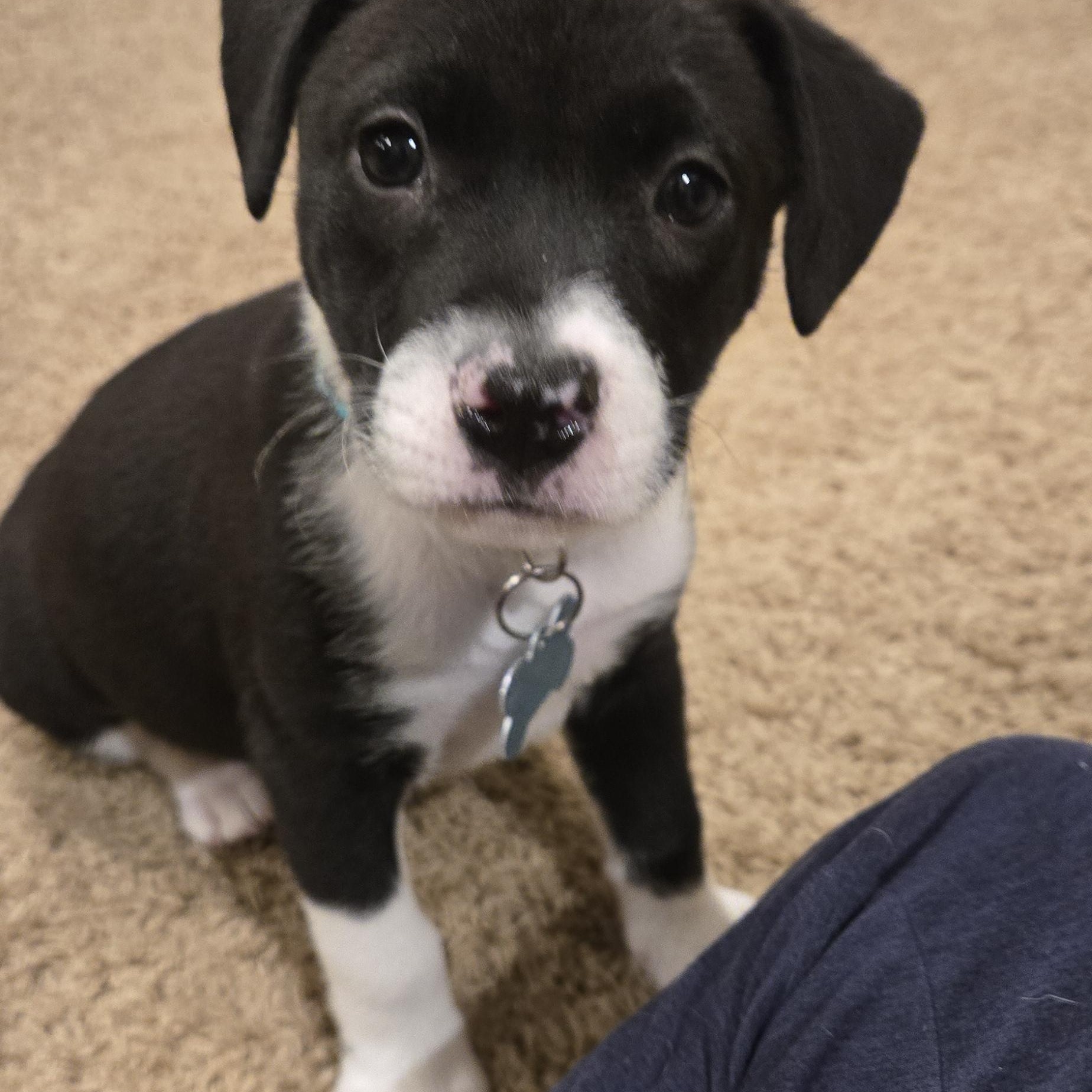 Enlarge Eve, a Adoptable mixed breed in Minneapolis, MN image 1/5