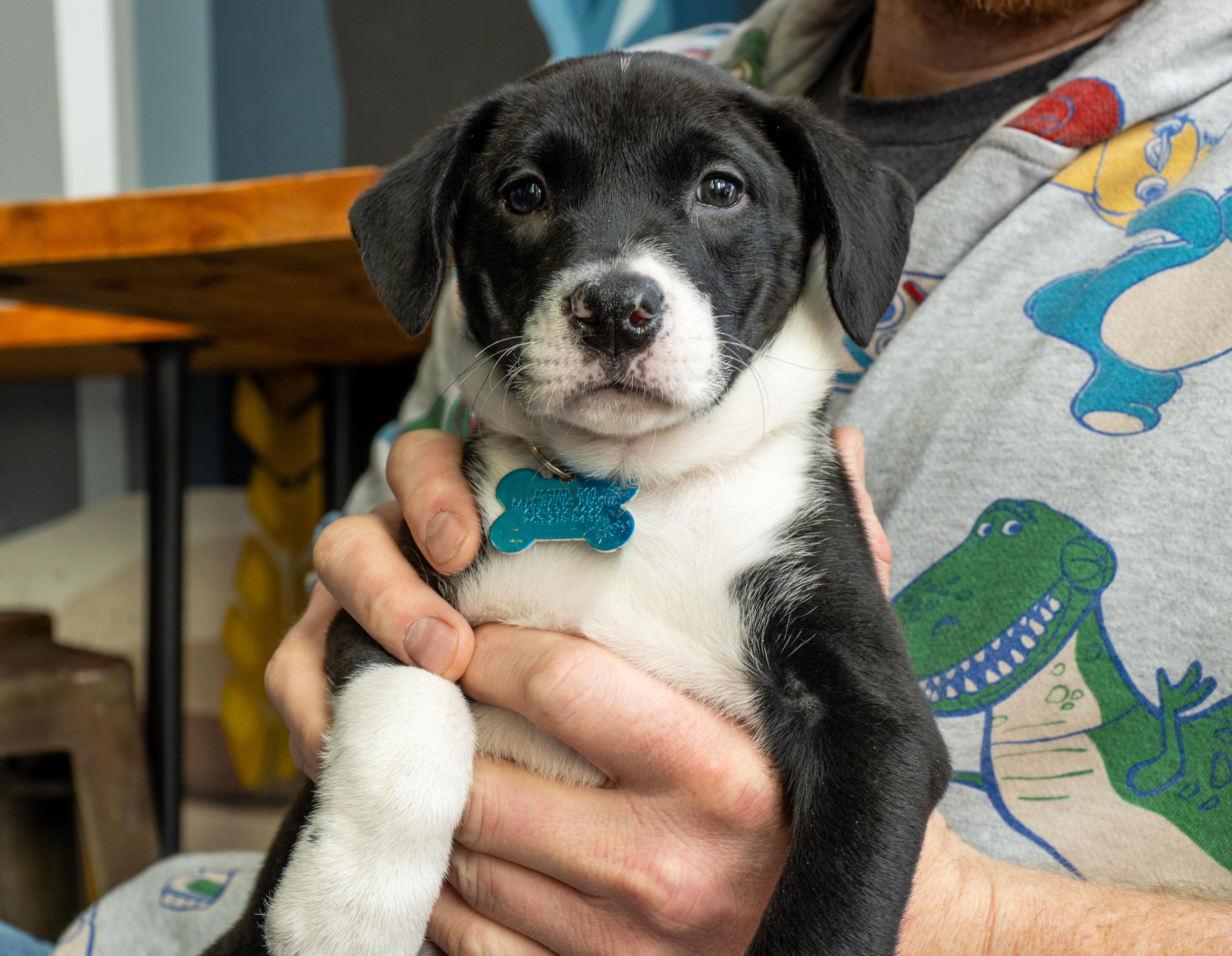 Enlarge Eve, a Adoptable mixed breed in Minneapolis, MN image 3/5
