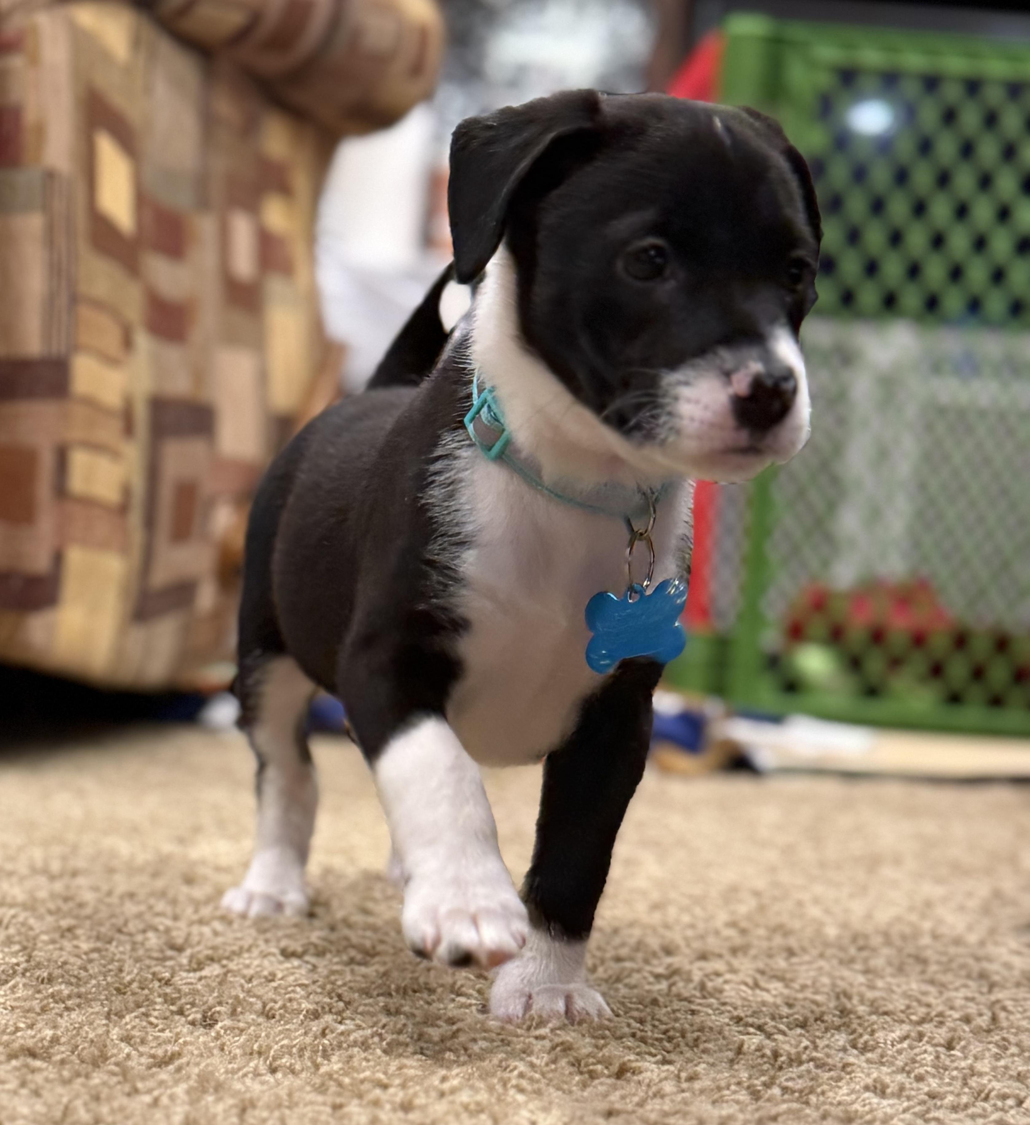 Enlarge Eve, a Adoptable mixed breed in Minneapolis, MN image 4/5