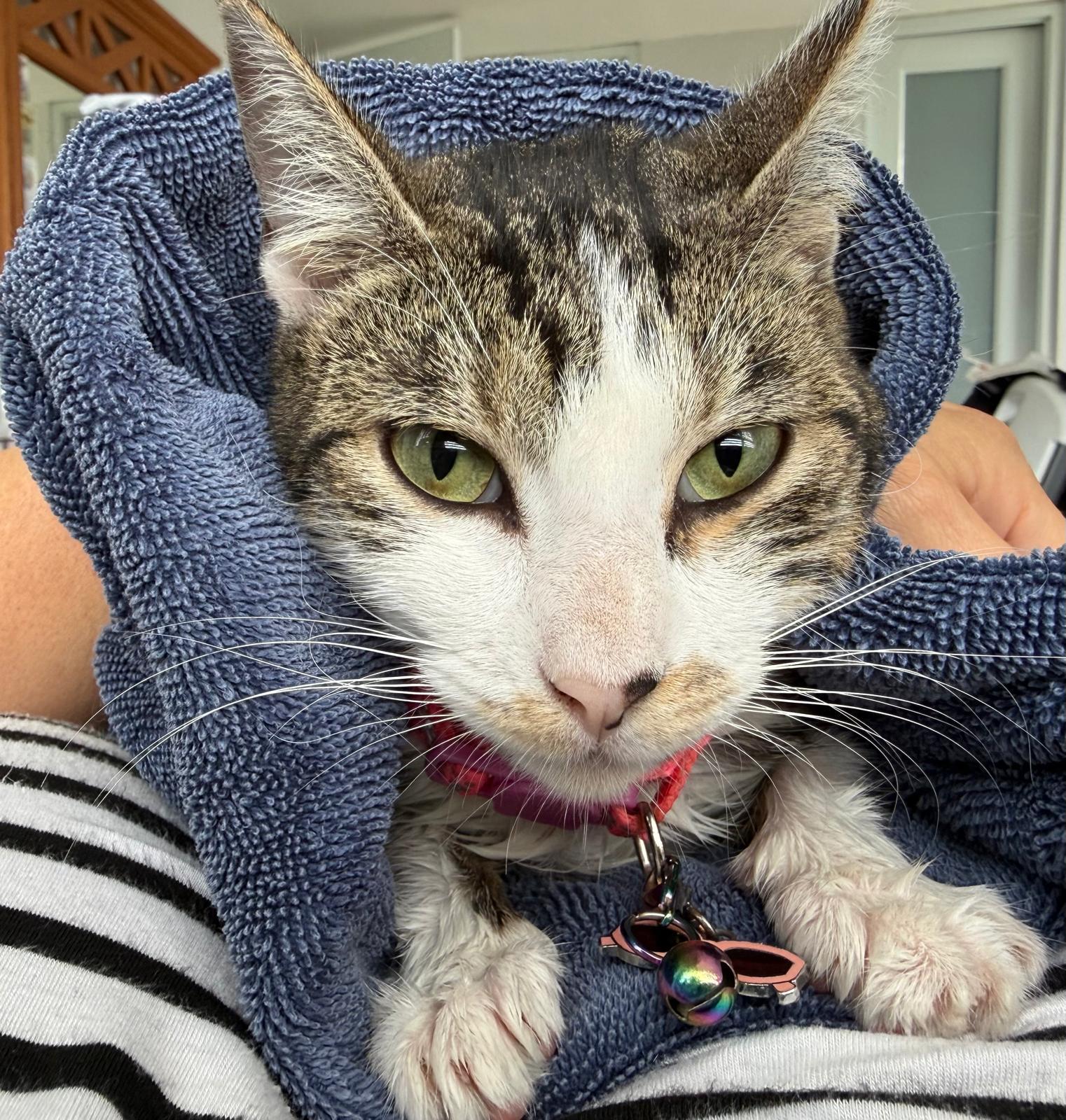 Grisy, ADOPTABLE, Kitten Female Domestic Short Hair.