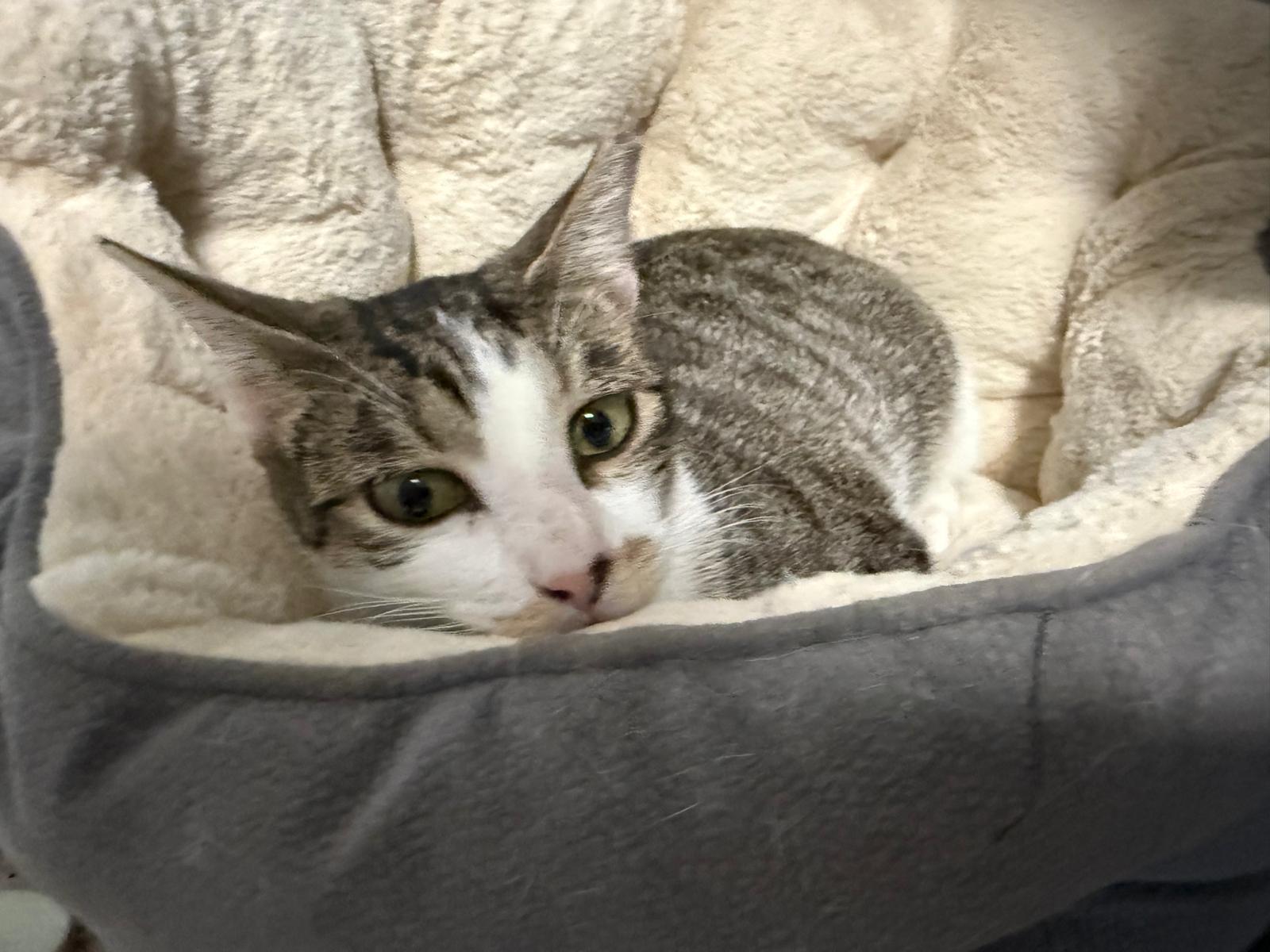 Grisy, an adopted Domestic Short Hair in Franklin, MA image 6/6