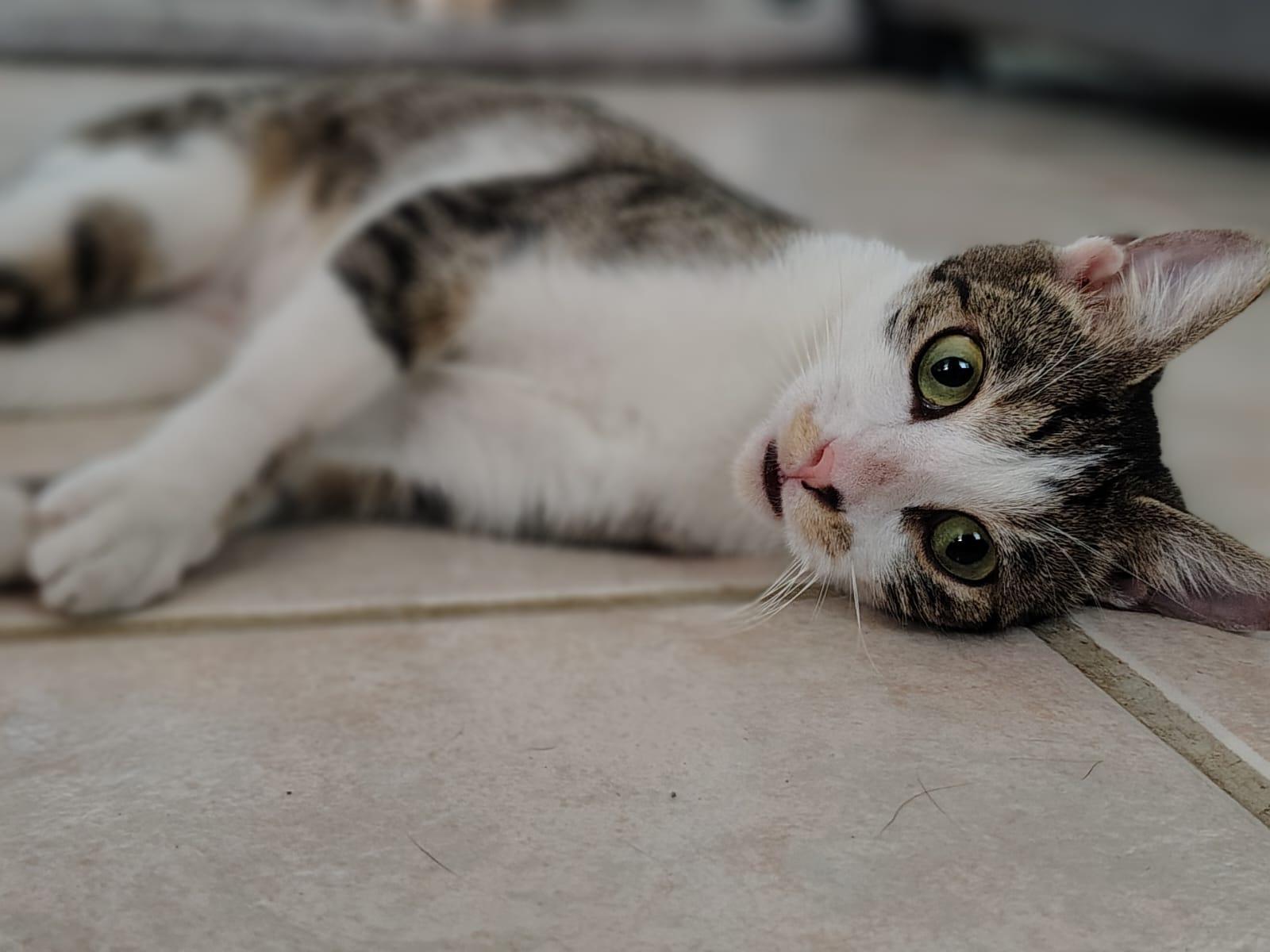 Enlarge Grisy, a ADOPTABLE Domestic Short Hair in Franklin, MA image 3/5