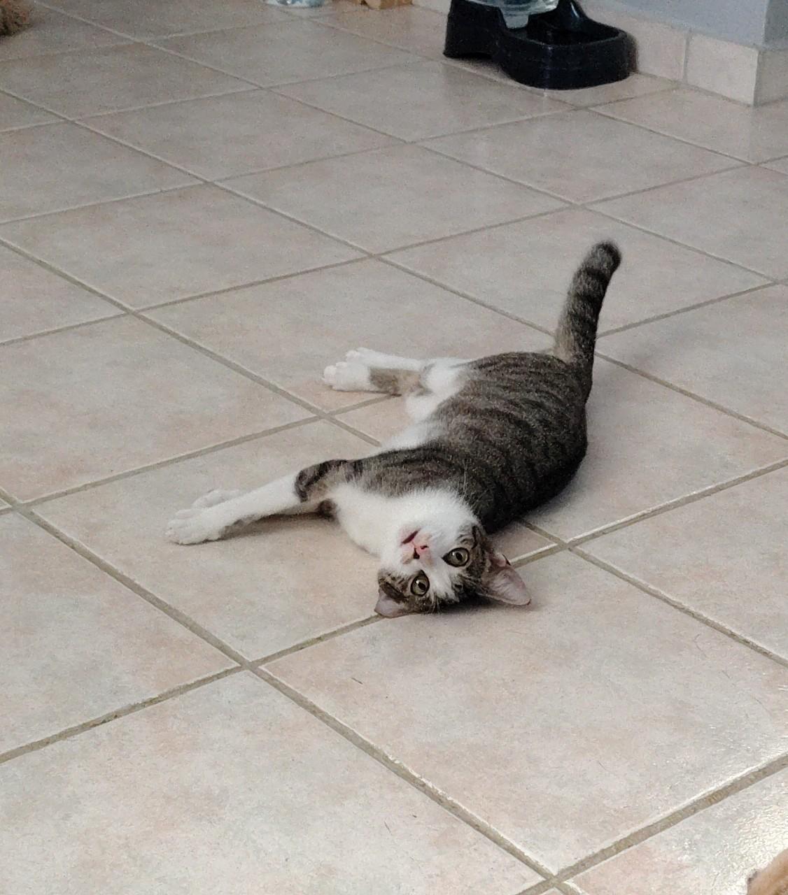 Enlarge Grisy, a ADOPTABLE Domestic Short Hair in Franklin, MA image 2/5