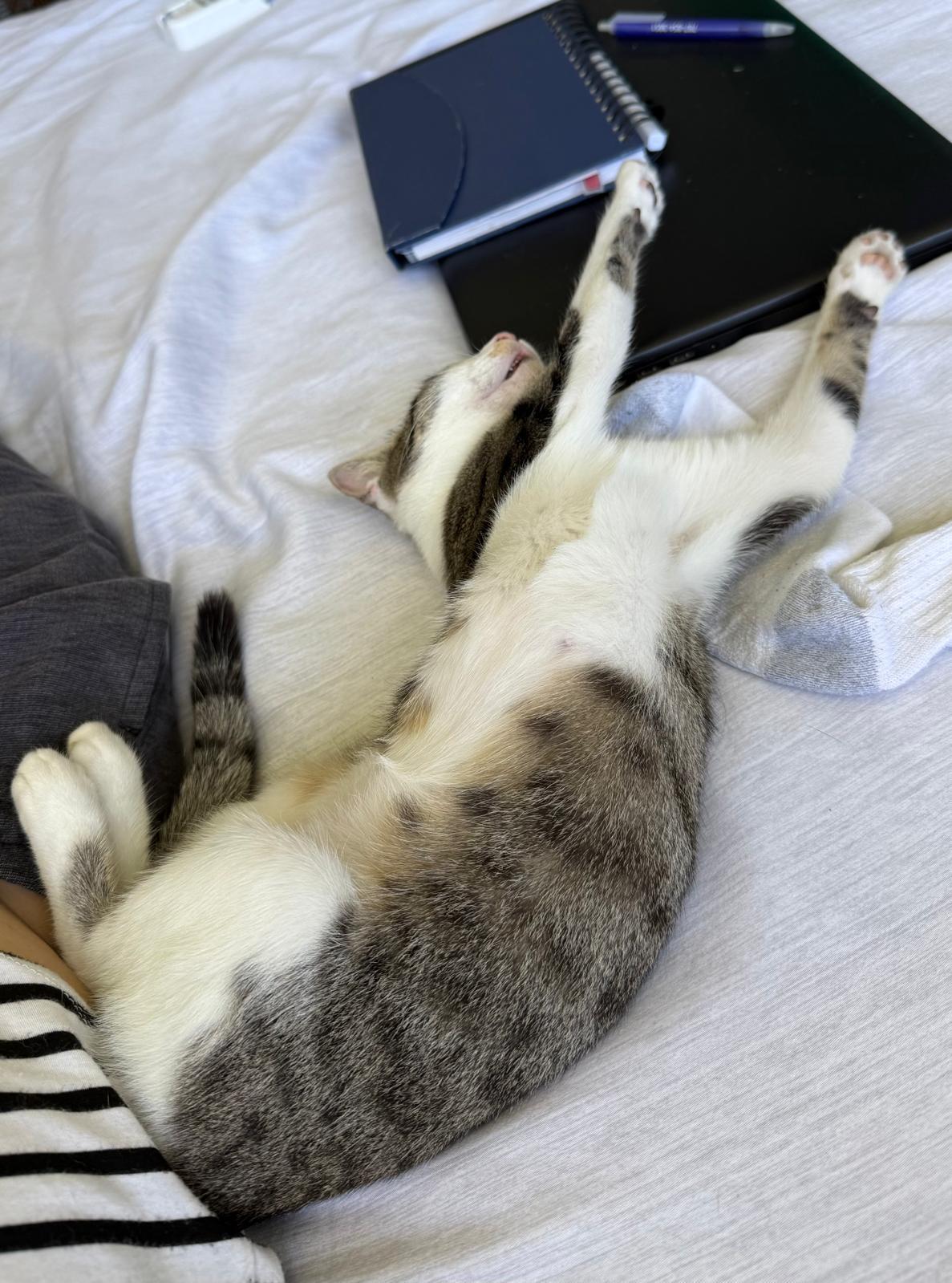 Enlarge Grisy, a ADOPTABLE Domestic Short Hair in Franklin, MA image 4/5