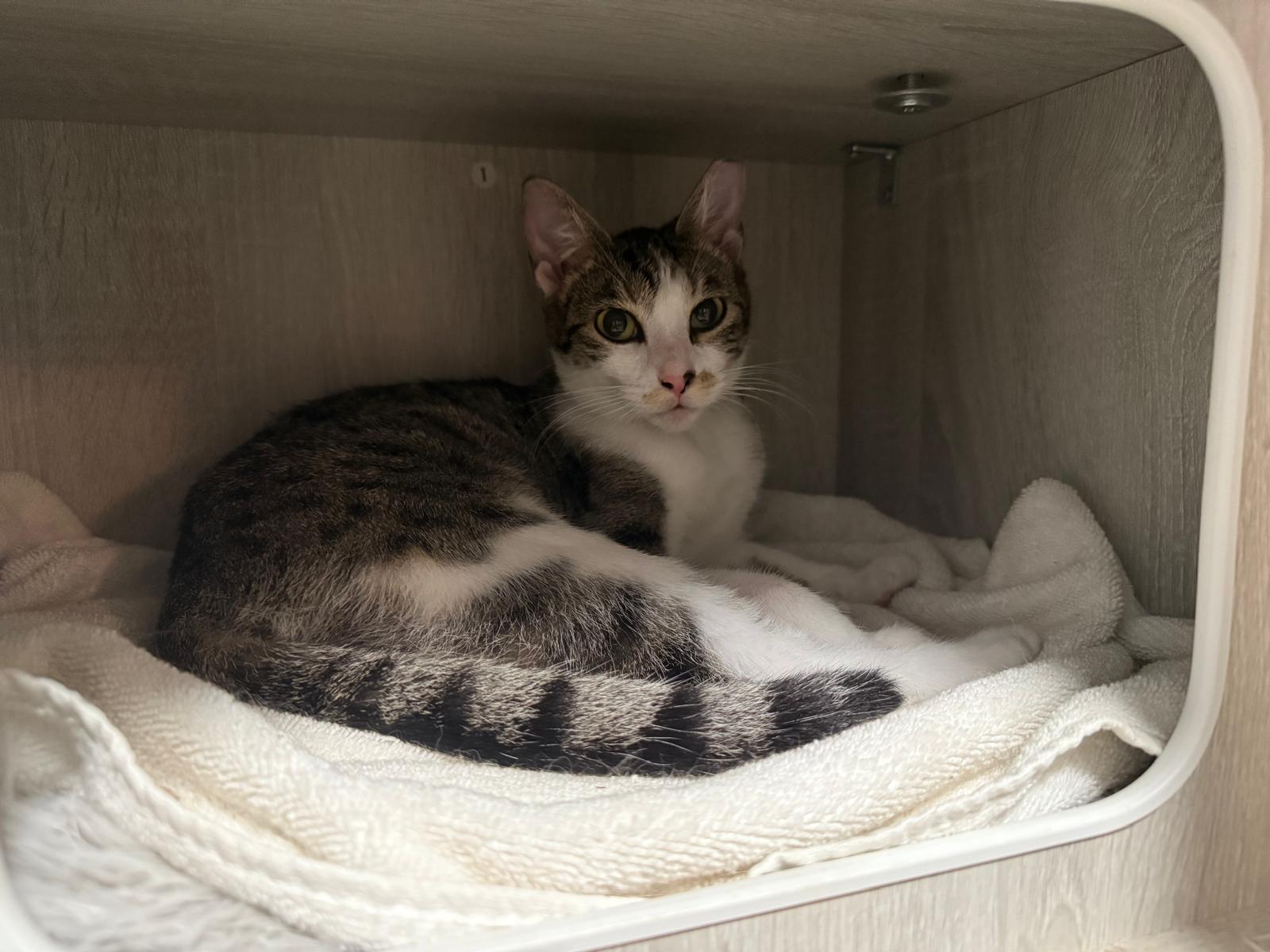 Grisy, adopted, Kitten Female Domestic Short Hair.