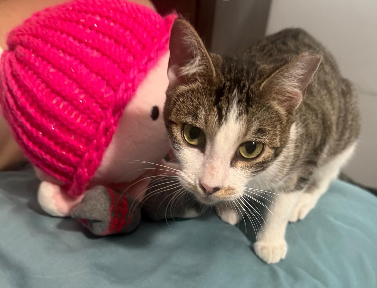 Grisy, an adopted Domestic Short Hair in Franklin, MA image 5/6