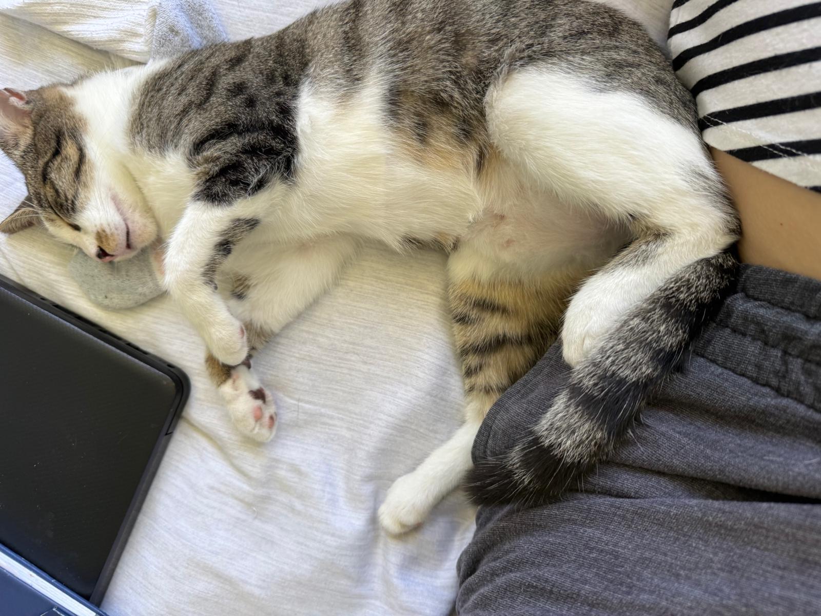 Enlarge Grisy, a ADOPTABLE Domestic Short Hair in Franklin, MA image 5/5