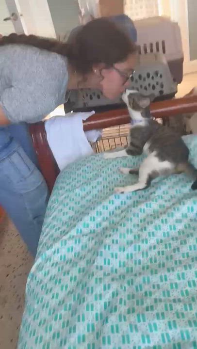 Enlarge Grisy, an adopted Domestic Short Hair in Franklin, MA video 4/6