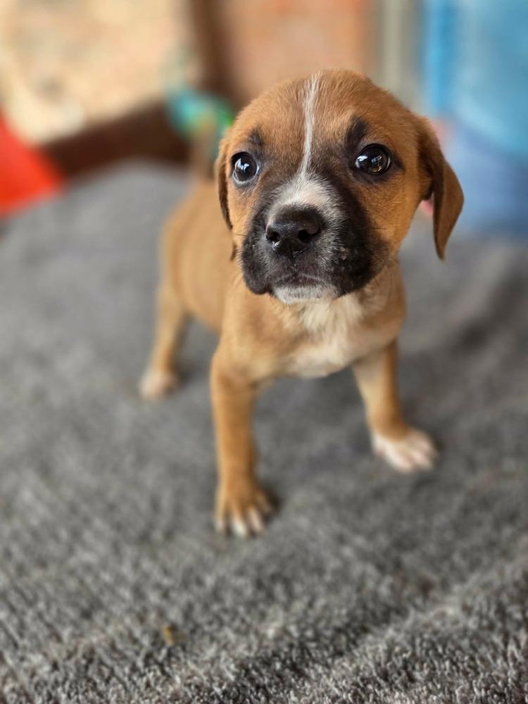 Mustards :  Honey, Adoptable, Puppy Female Boxer & Pug.