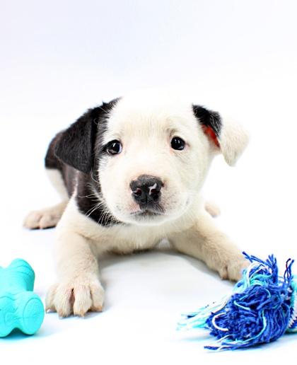 Cera, Adoptable, Puppy Male Clumber Spaniel & Mixed Breed.