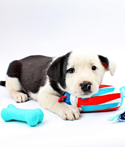 Enlarge Cera, a Adoptable mixed breed in Morton Grove, IL image 2/2