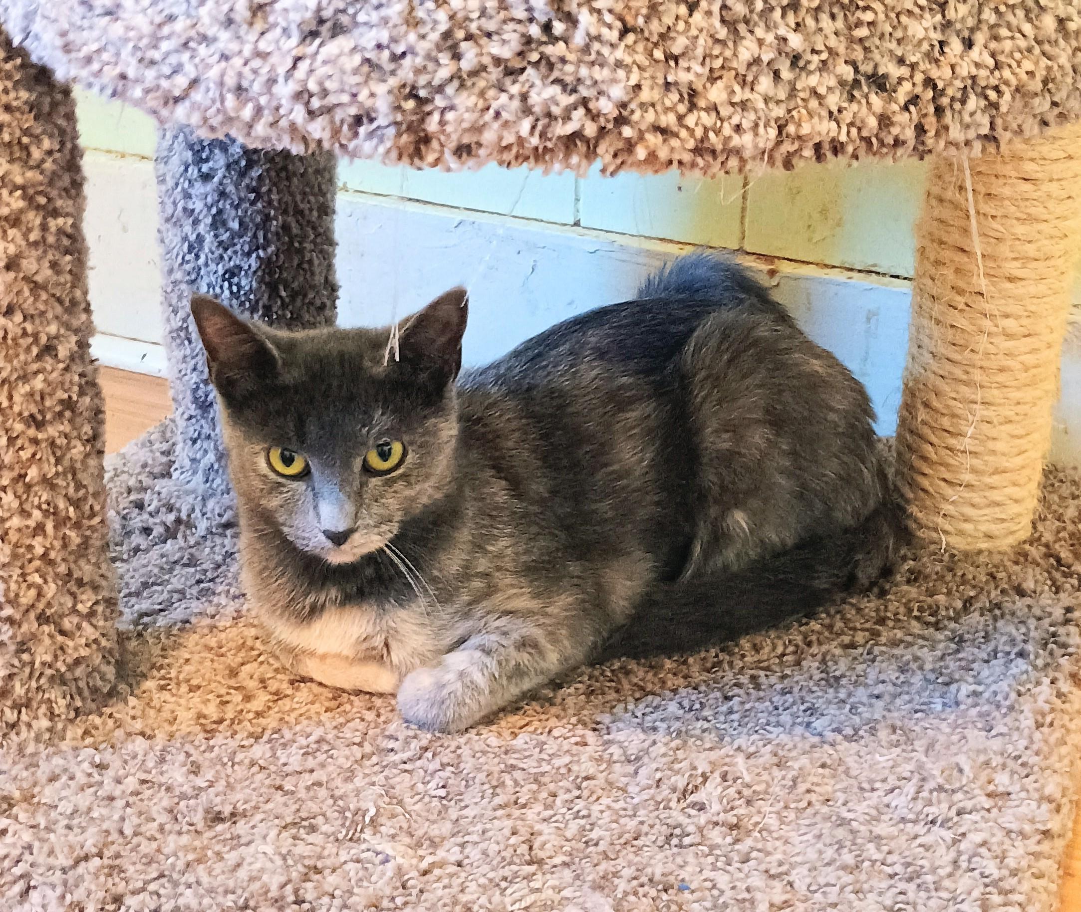 Sweetie Pie - shy & loving