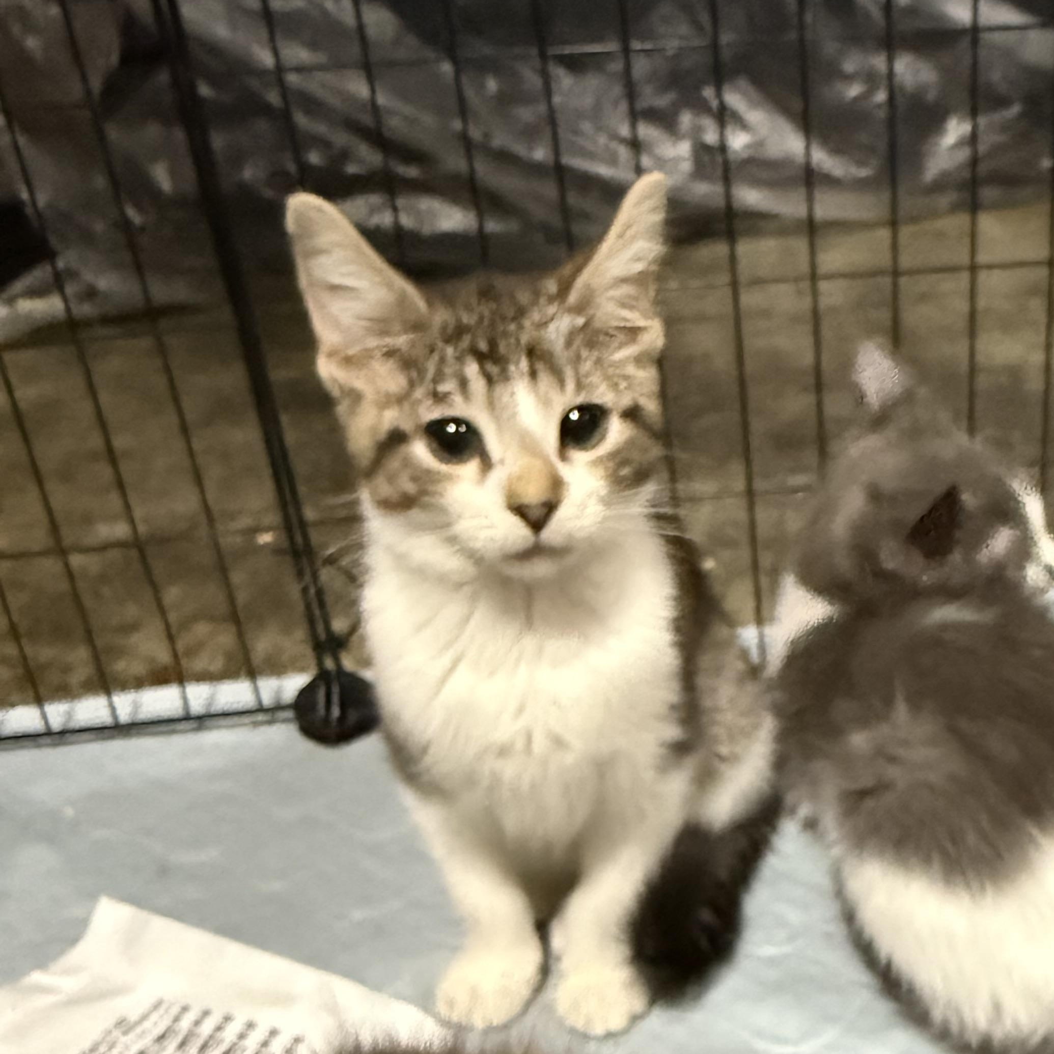 Topher, Adoptable, Kitten Male Domestic Short Hair.