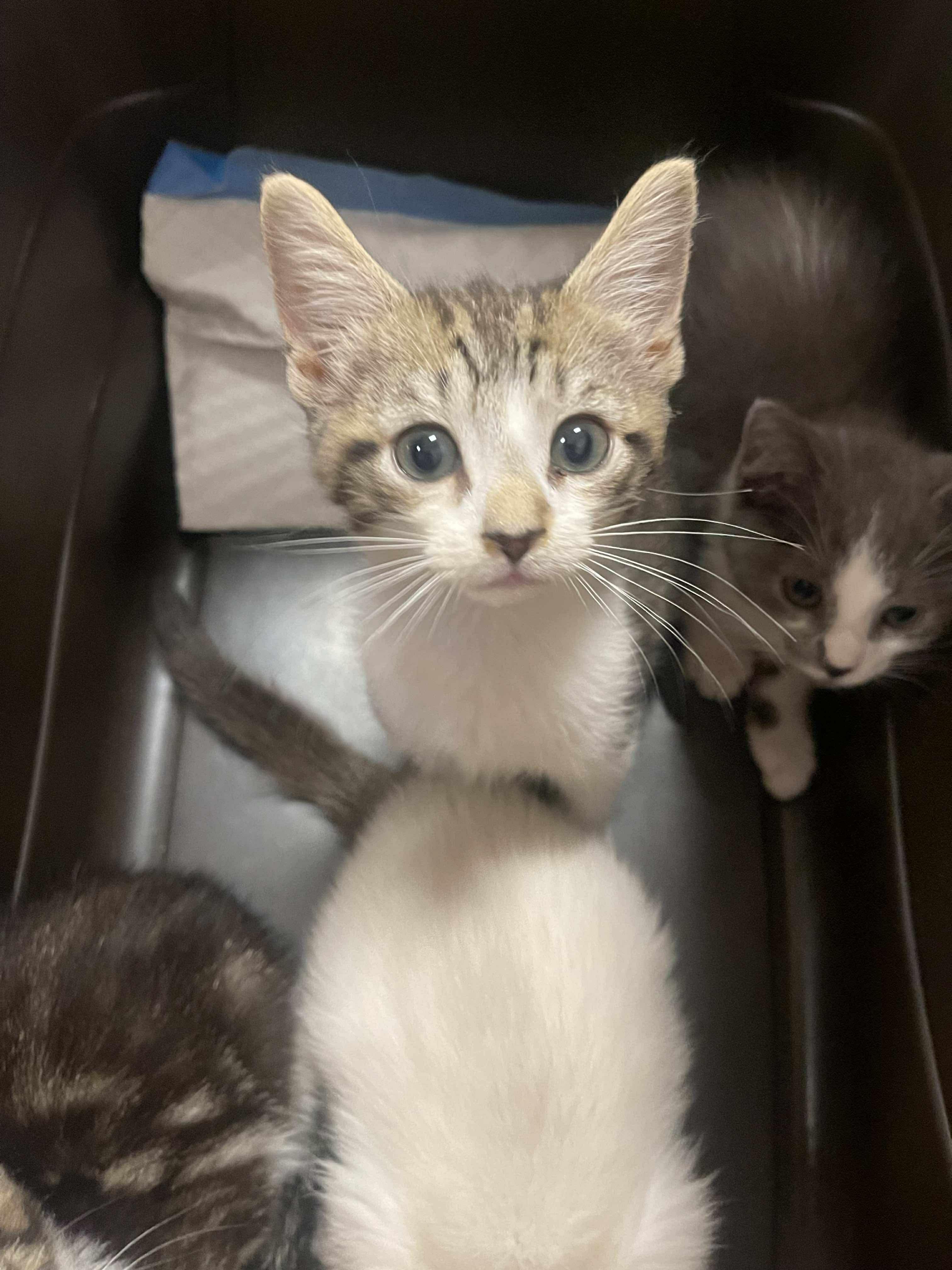 Topher, a Adoptable Domestic Short Hair in Salisbury, NC image 2/2