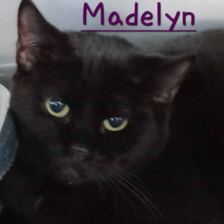 Madelyn Elizabeth Victoria VII (AKA Madelyn), an adopted Domestic Short Hair in Rochester, WA_image-1