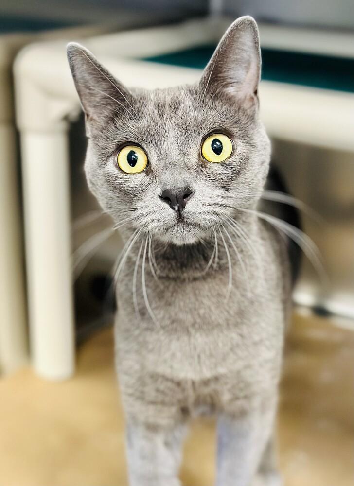 Glacier, Adoptable, Adult Male Domestic Short Hair.