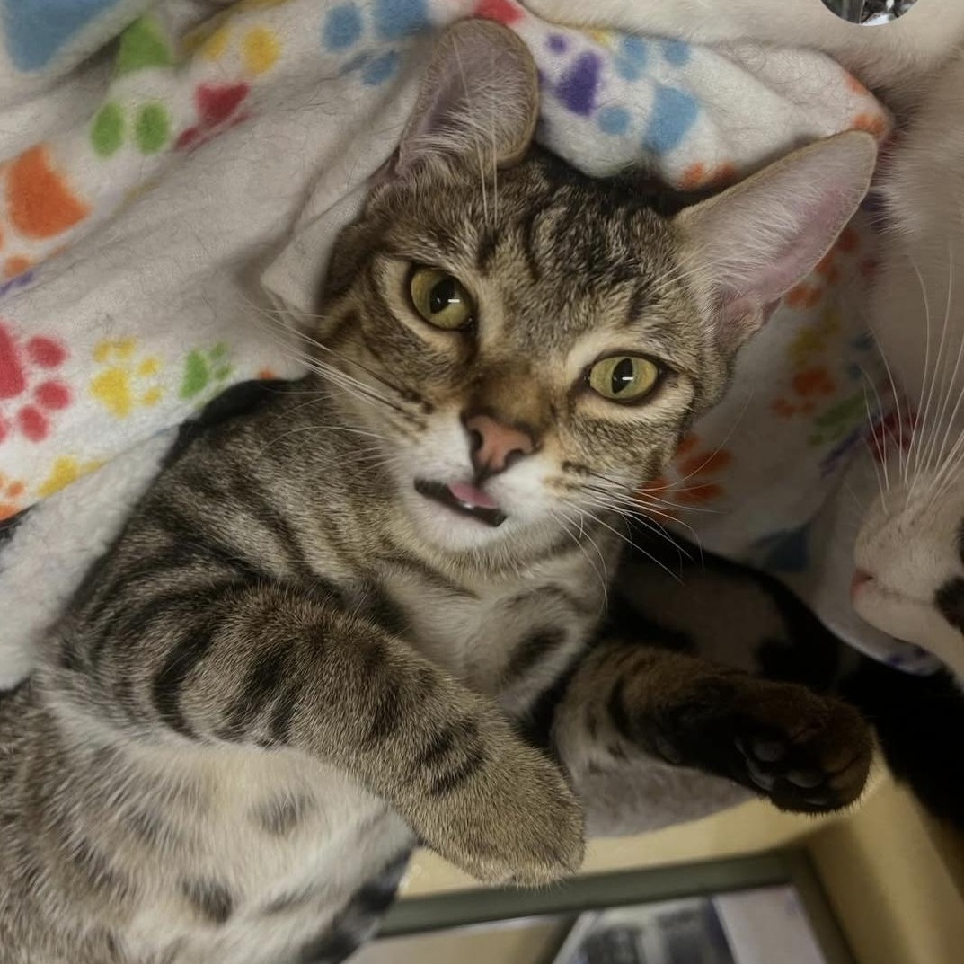 Tom Tom, adopted, Young Male Domestic Short Hair & Bengal.