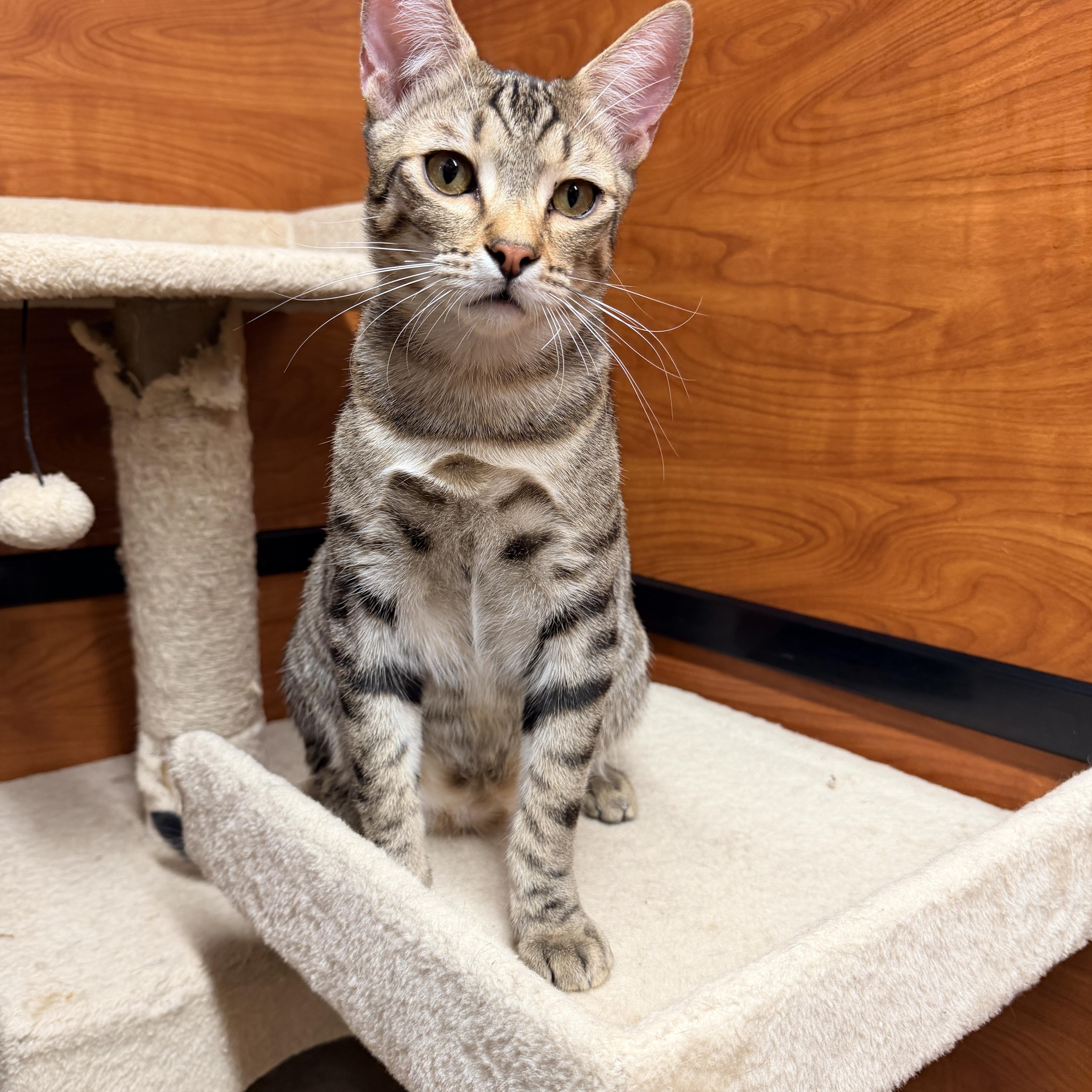 Tom Tom, an adopted mixed breed in Santa Ana, CA image 6/6
