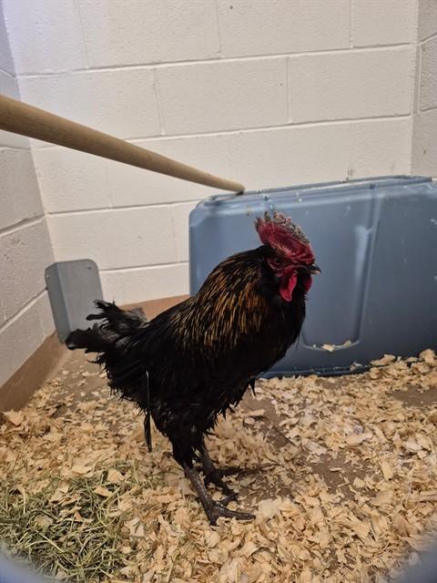 A120899, Adoptable, Adult Male Chicken.