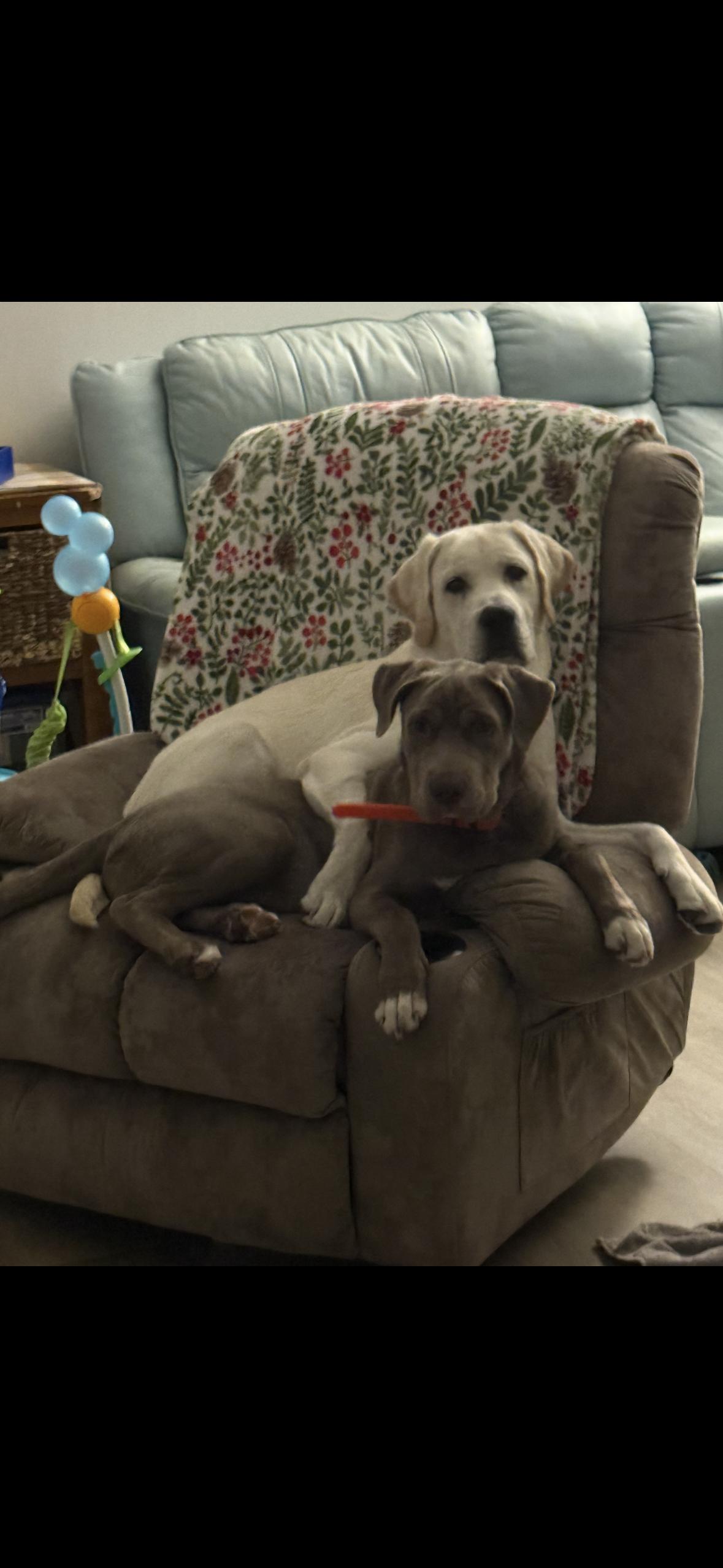 Brodie, a Adoptable mixed breed in Lakeland, FL image 1/5