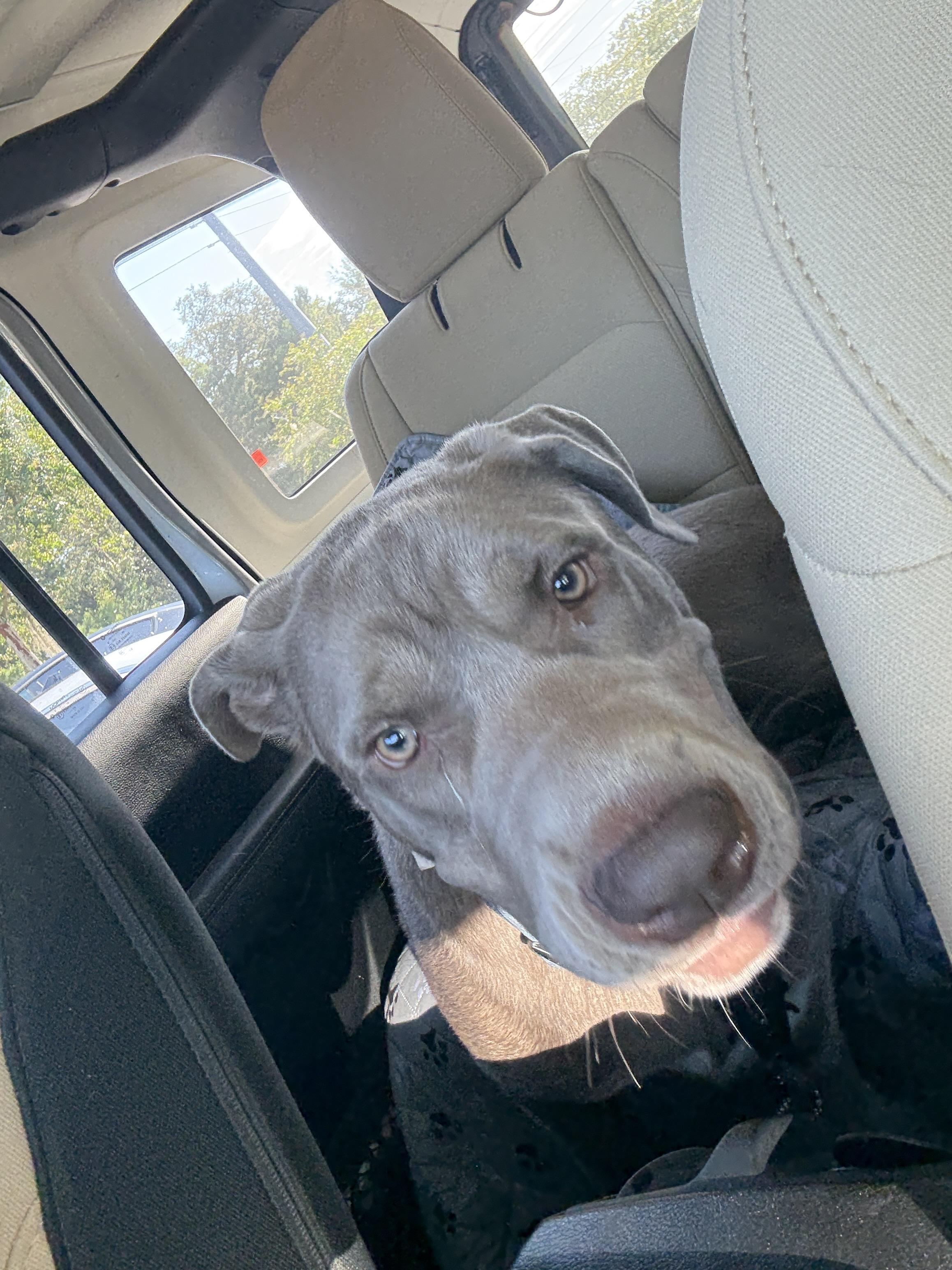 Brodie, a Adoptable mixed breed in Lakeland, FL image 2/5