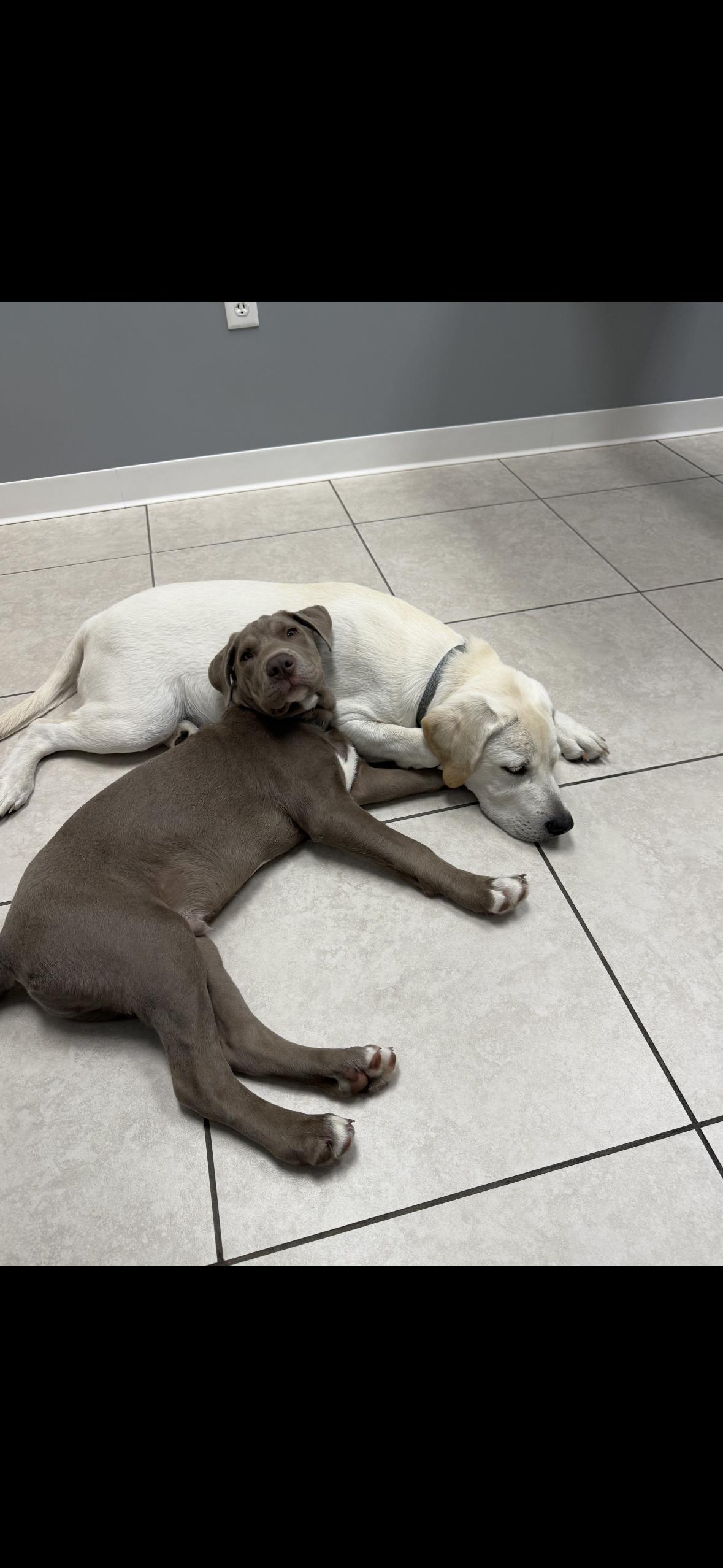 Brodie, a Adoptable mixed breed in Lakeland, FL image 3/5