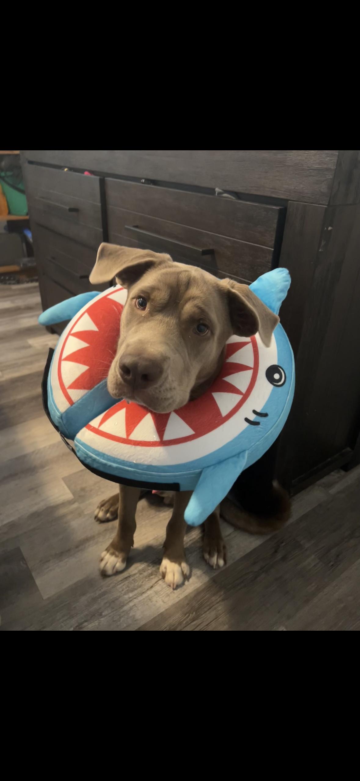 Brodie, a Adoptable mixed breed in Lakeland, FL image 4/5