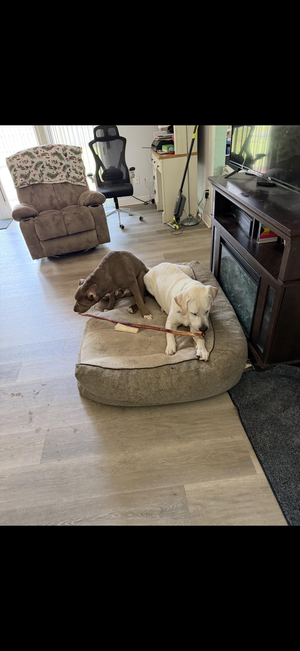 Brodie, a Adoptable mixed breed in Lakeland, FL image 5/5