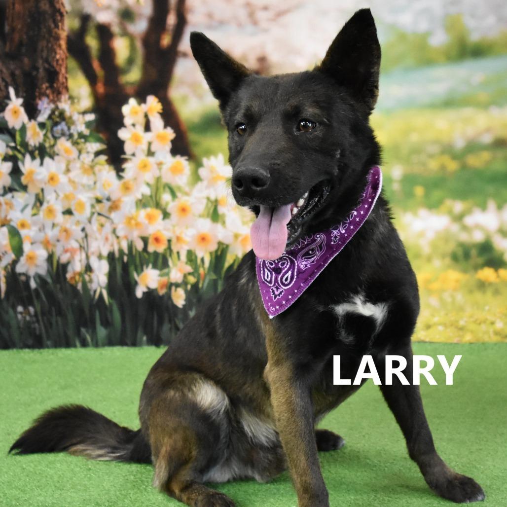 Larry, Adoptable, Adult Male Mixed Breed.