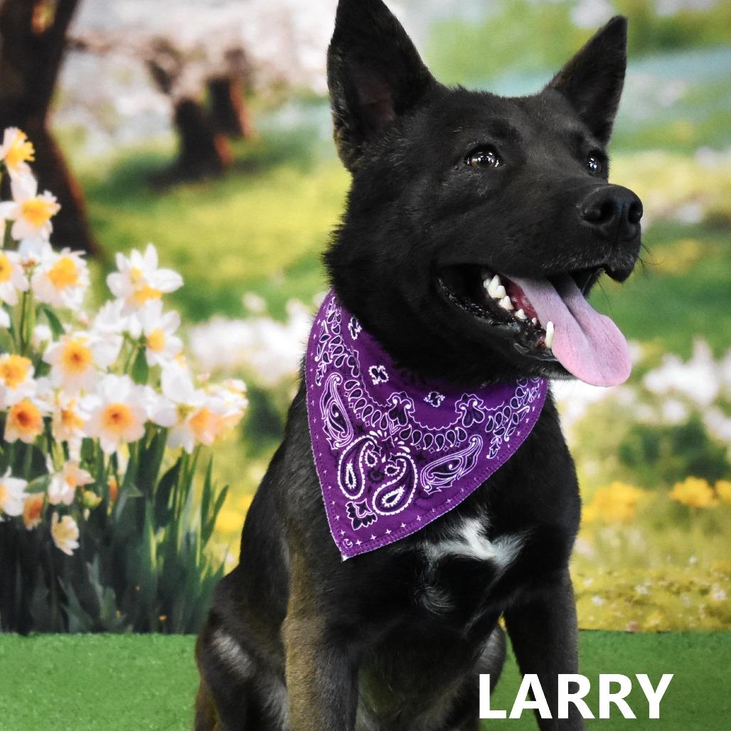 Enlarge Larry, a Adoptable Mixed Breed in Yuma, AZ image 2/4