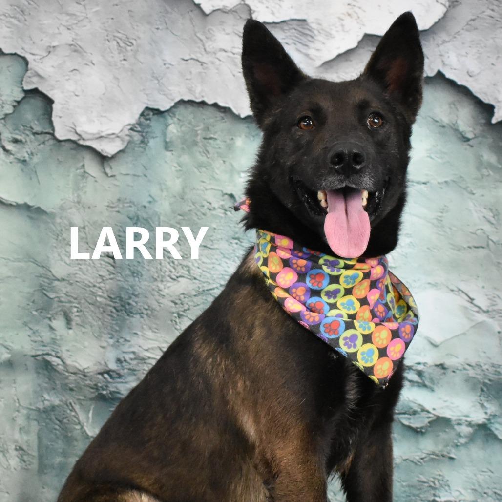 Enlarge Larry, a Adoptable Mixed Breed in Yuma, AZ image 3/4